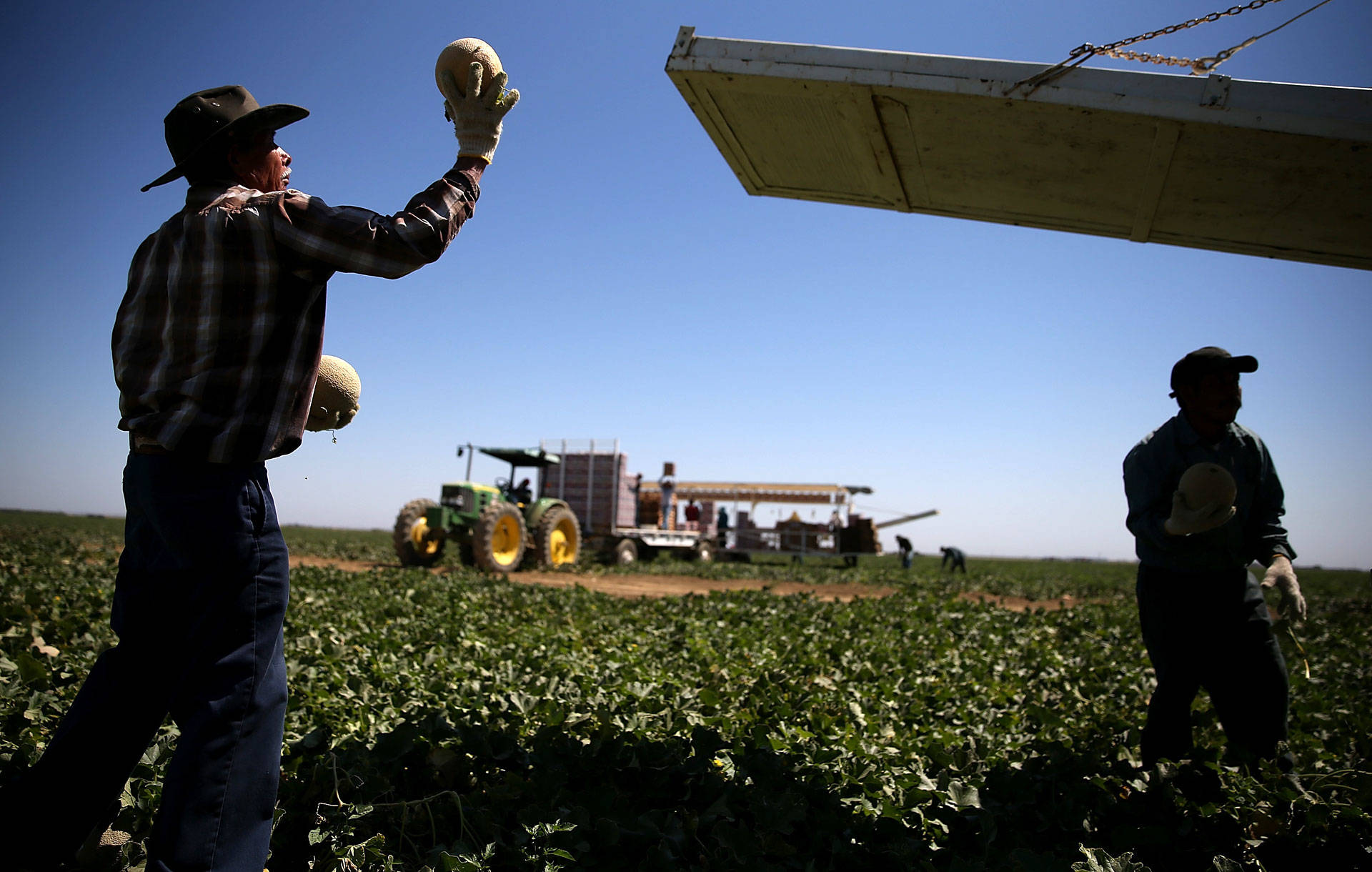 A worker harvests cantaloupes on a farm on August 22, 2014 near the Central Valley town of Firebaugh. Justin Sullivan/Getty Images