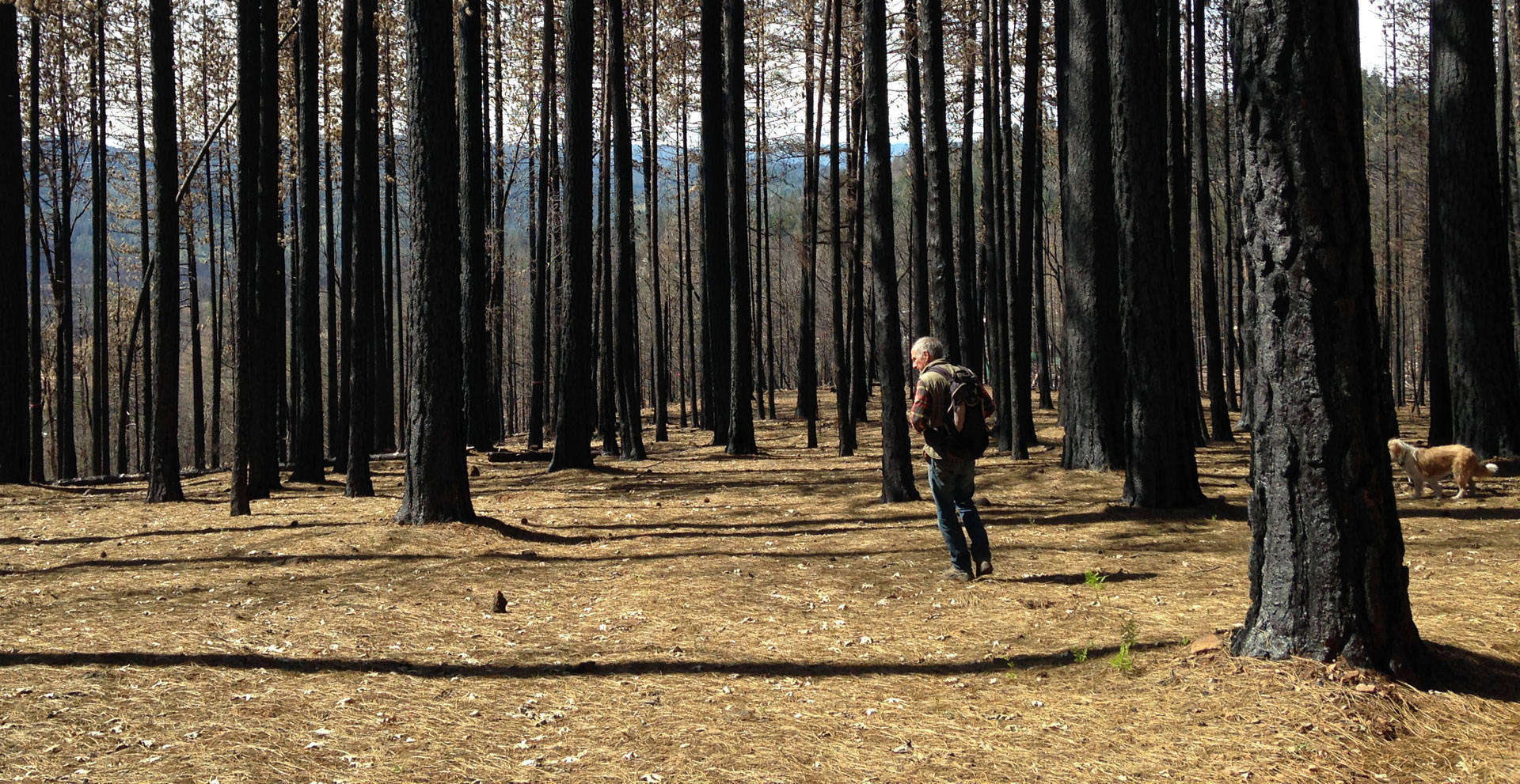 Kevin Sadlier hunts for morels in the Lake County forest burned by the Valley Fire. Lisa Morehouse/KQED