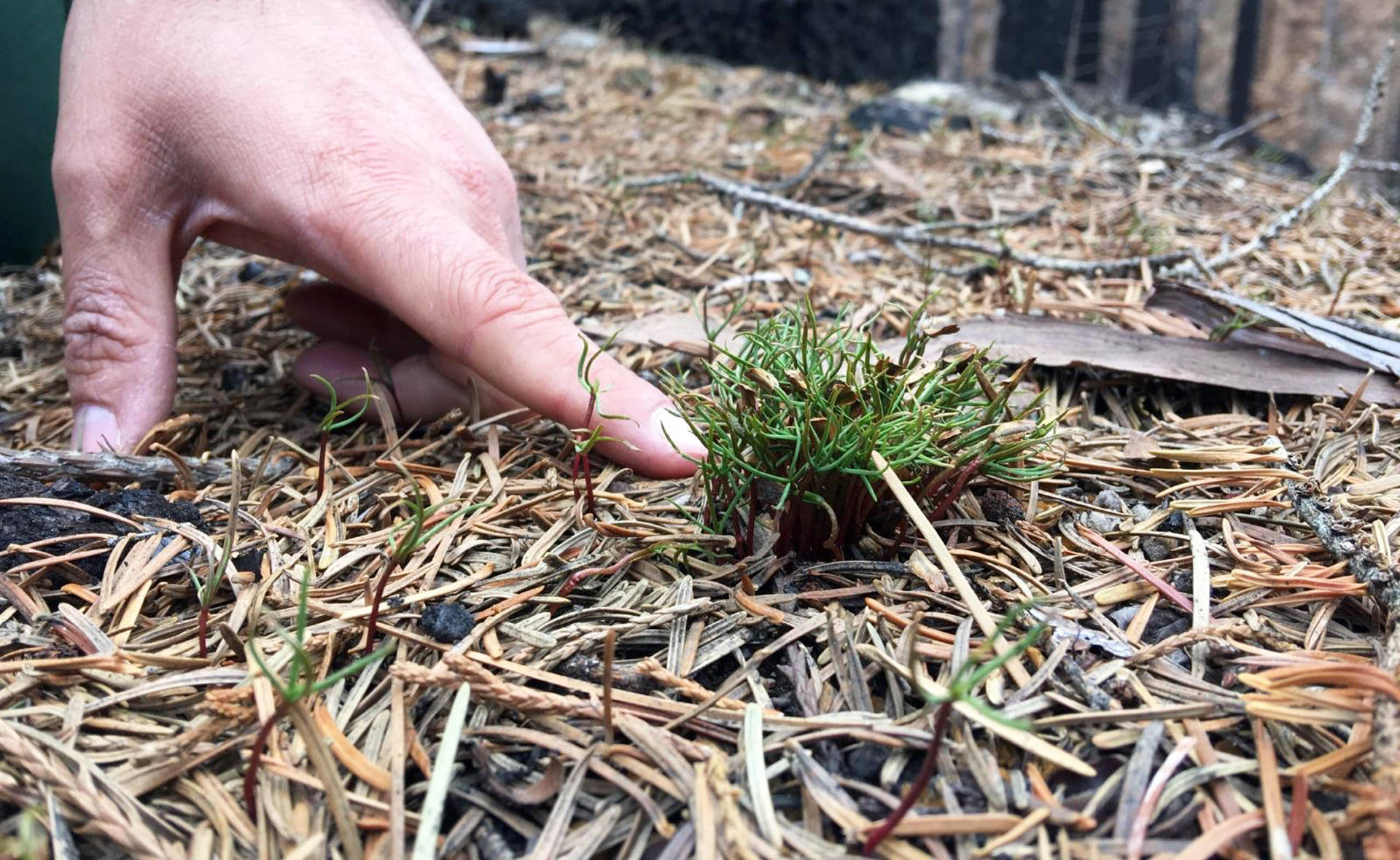 Sequoia National Park officials say this is the first time they’ve seen clusters of baby giant sequoias sprout together. Ezra David Romero/KQED