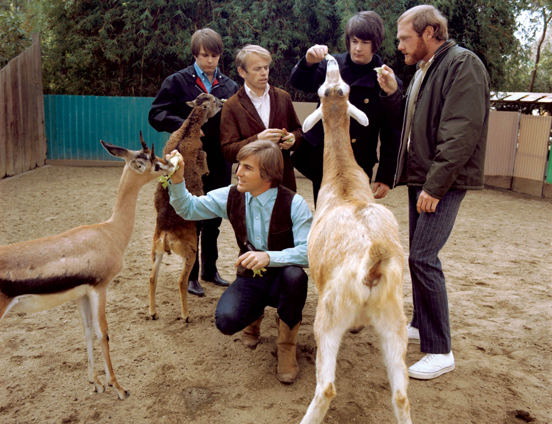 The Beach Boys at the San Diego Petting Zoo for the Pet Sounds cover shoot, 1966.  Courtesy of Capitol Photo Archives