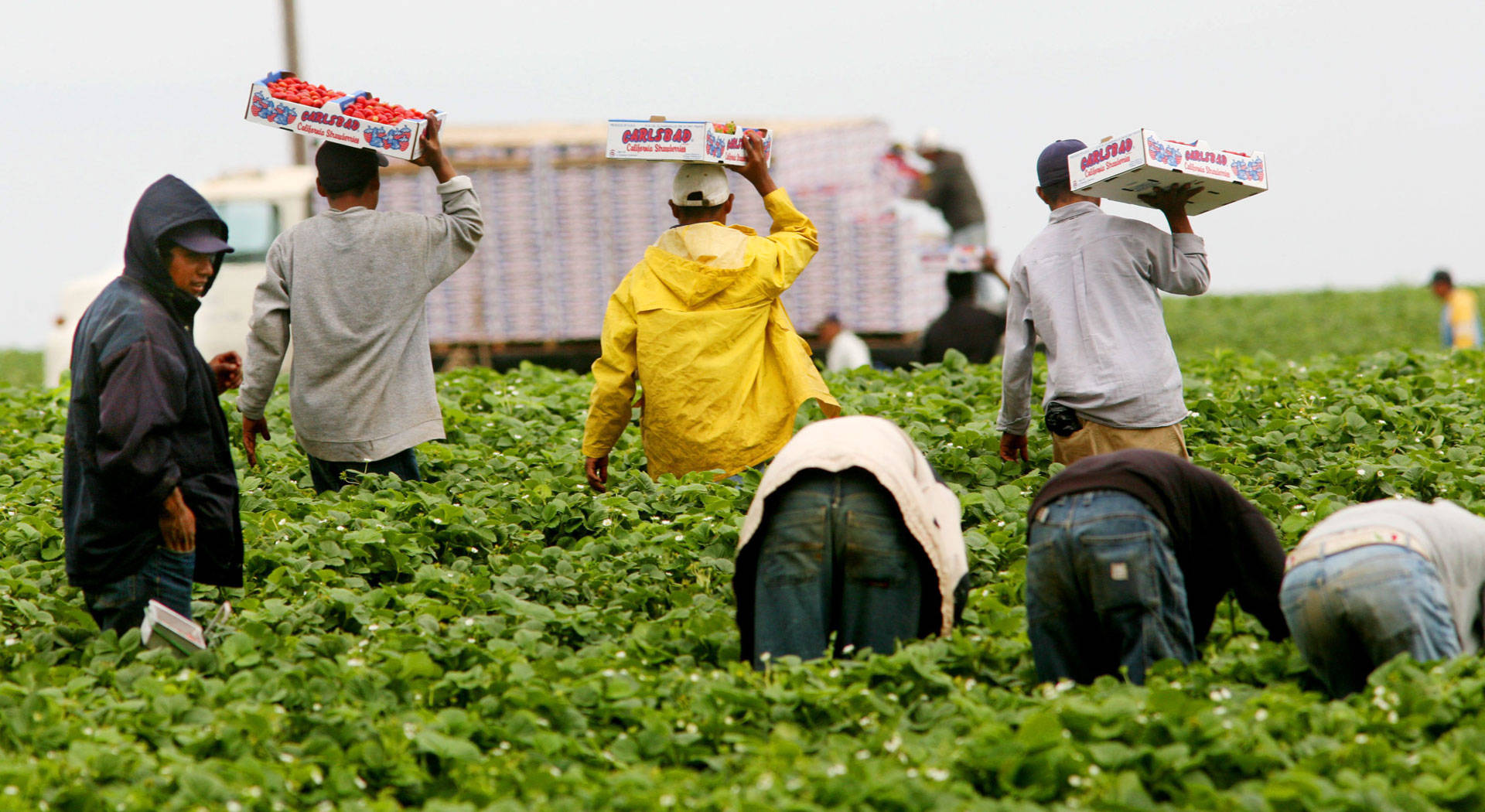 Farmworkers harvest strawberries in Carlsbad. Sandy Huffaker/Getty Images