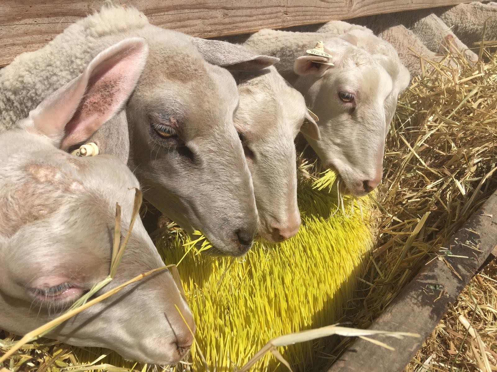Mario Daccarett says the sprouted barley seeds he grows inside shipping containers are sweet and keeps his sheep full for longer. Ezra David Romero/KQED