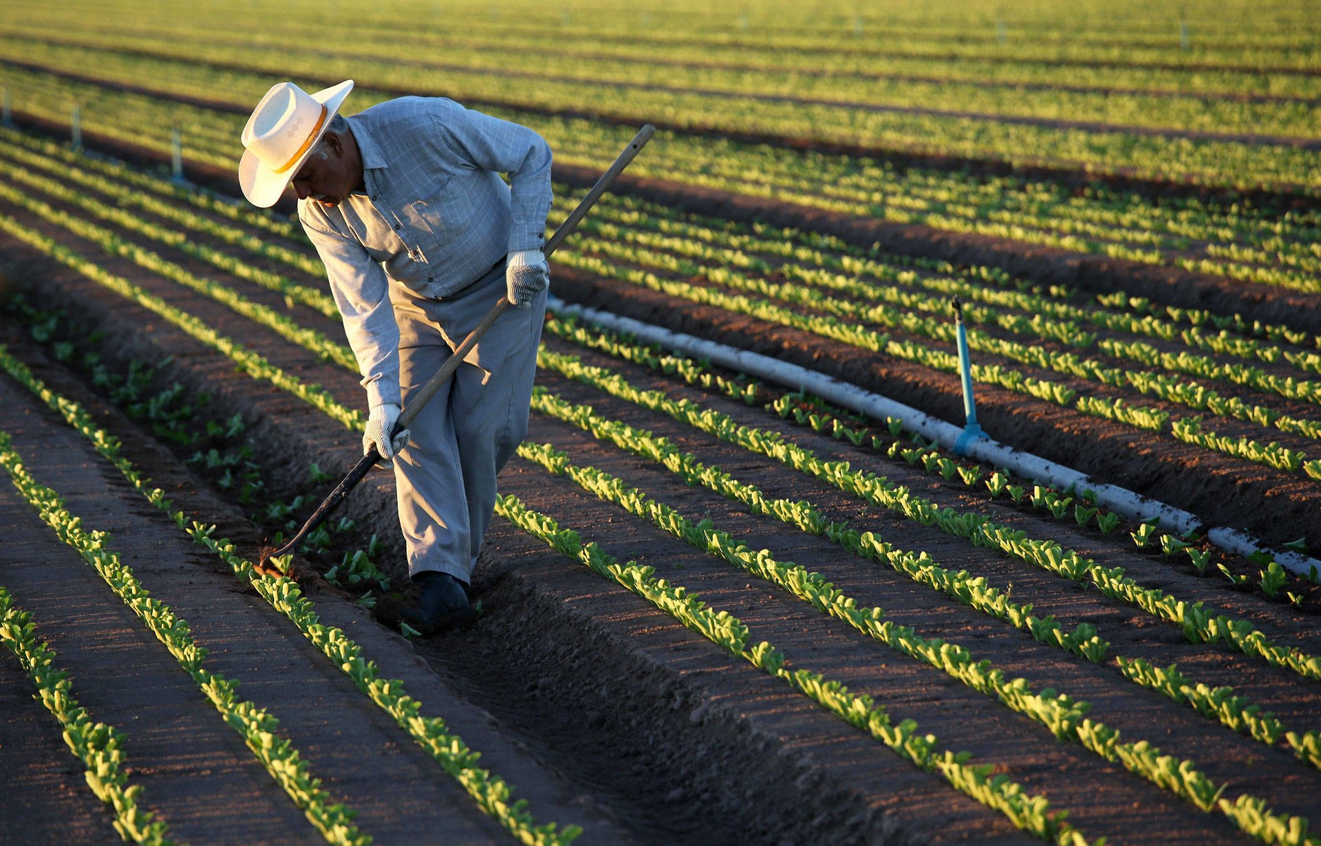 A farmworker cultivates lettuce in October 2013 in the Imperial County town of Holtville. John Moore/Getty Images