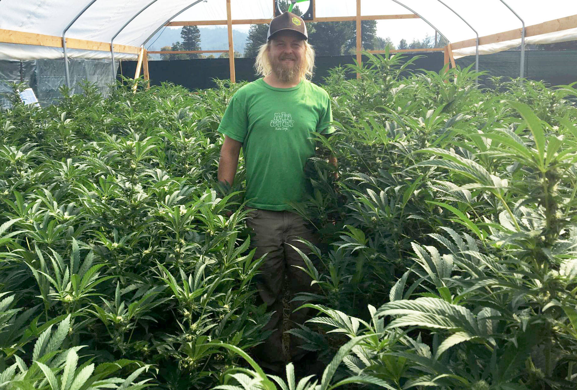 Small marijuana growers like Noah Beck in Humboldt County hope 'connoisseur cannabis' will help them compete with larger corporate growers.  Sam Harnett/KQED