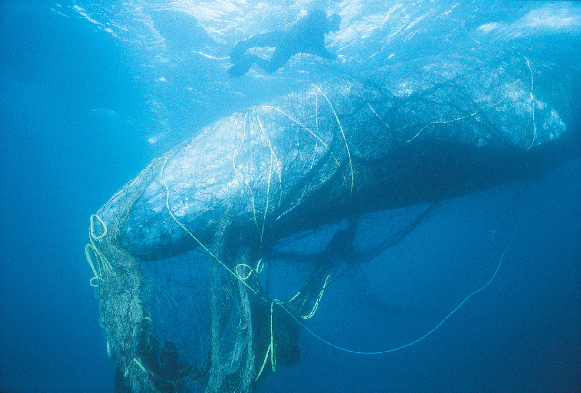 Rescuers untangle a gray whale from ghost net off the coast of California. Bob Talbot/Marine Photobank/Courtesy of World Animal Protection