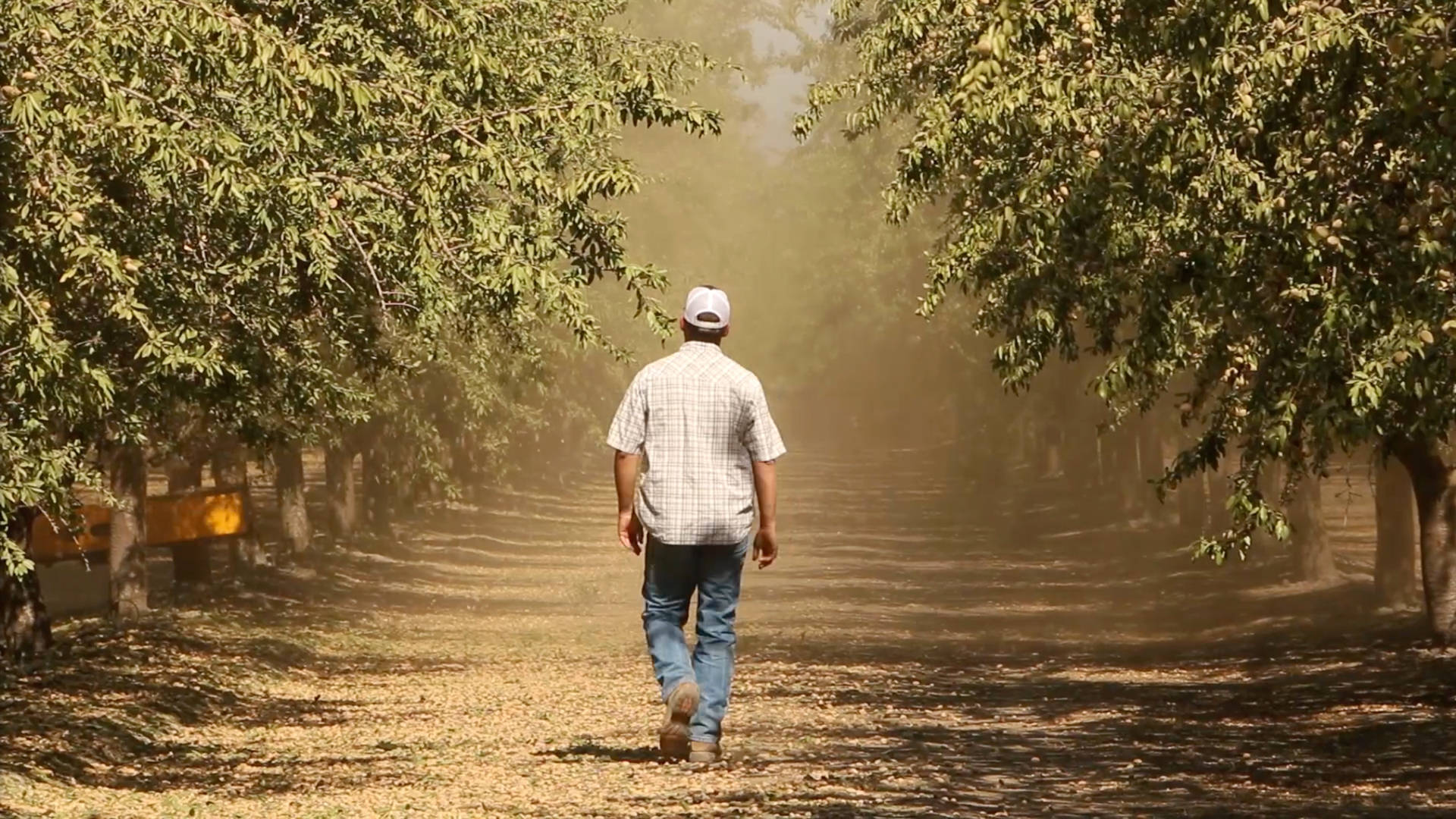 A grower walks through his almond orchard in Woodville (Tulare County) during harvest season. The TPP could have meant $562 million in sales for California growers of fruits and nuts, the American Farm Bureau estimated. Jeremy Raff/KQED