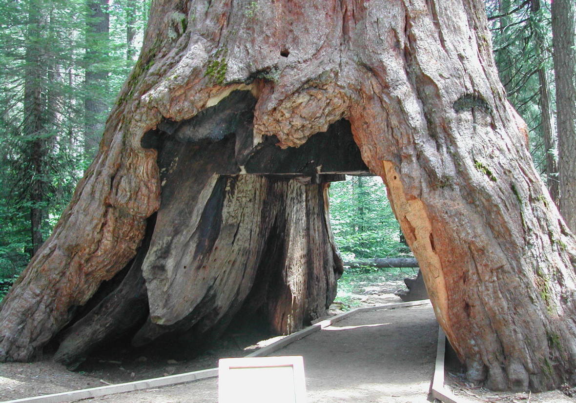 Until Sunday, visitors to Calaveras Big Trees State Park could walk through the tunnel in the Pioneer Cabin Tree. Tom Purcell/Flickr