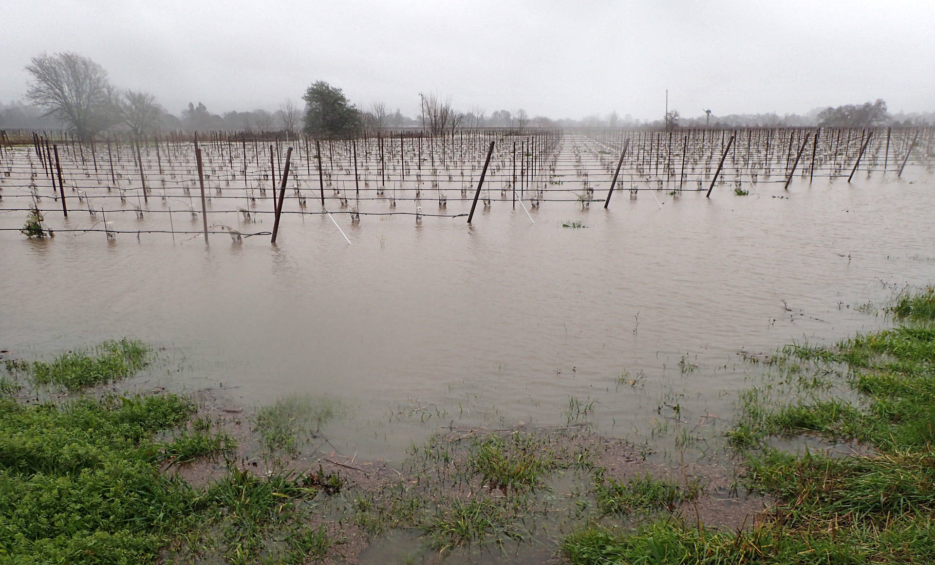 Flooded vineyards along Highway 29 in the Napa Valley after three days of rain, on Sunday, Jan. 8, 2017.
 Craig Miller/KQED