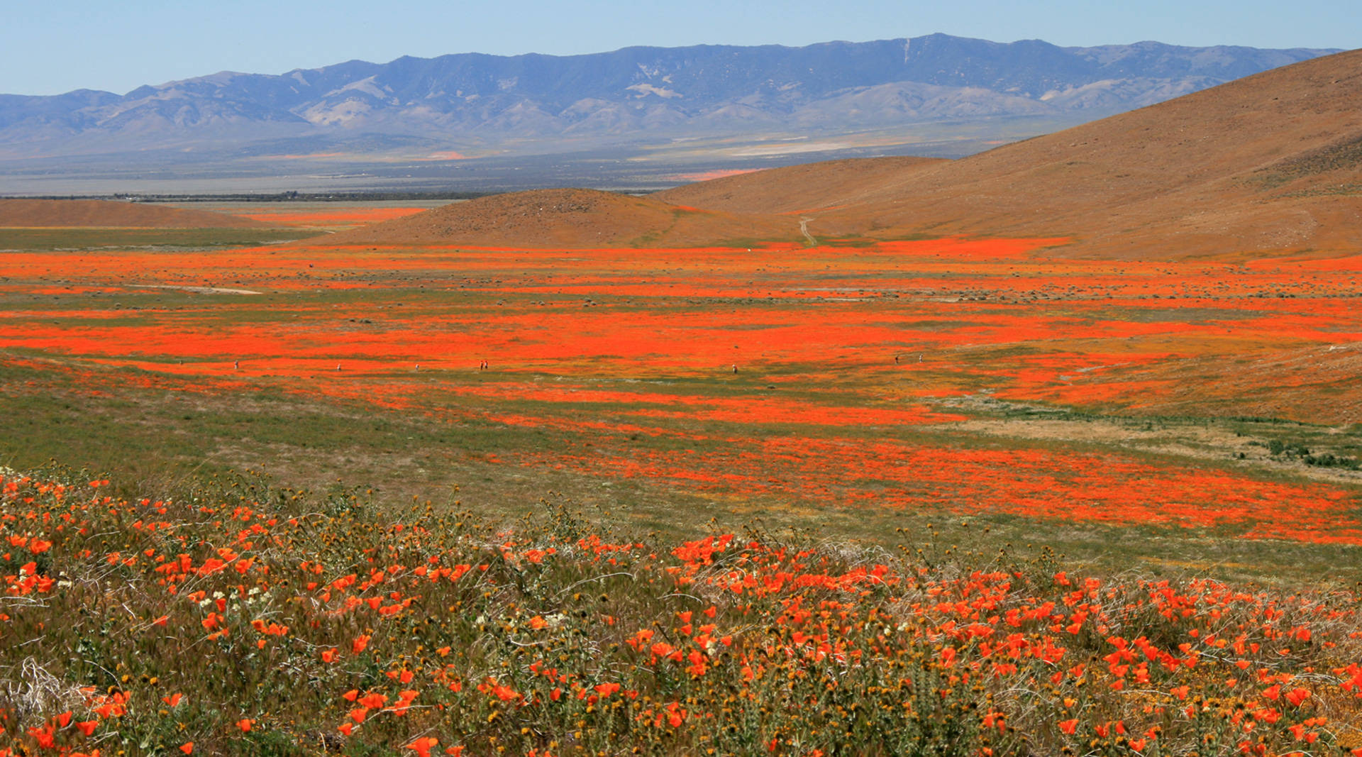California poppies carpet a valley near Lancaster.  Jerry Frausto/Flickr