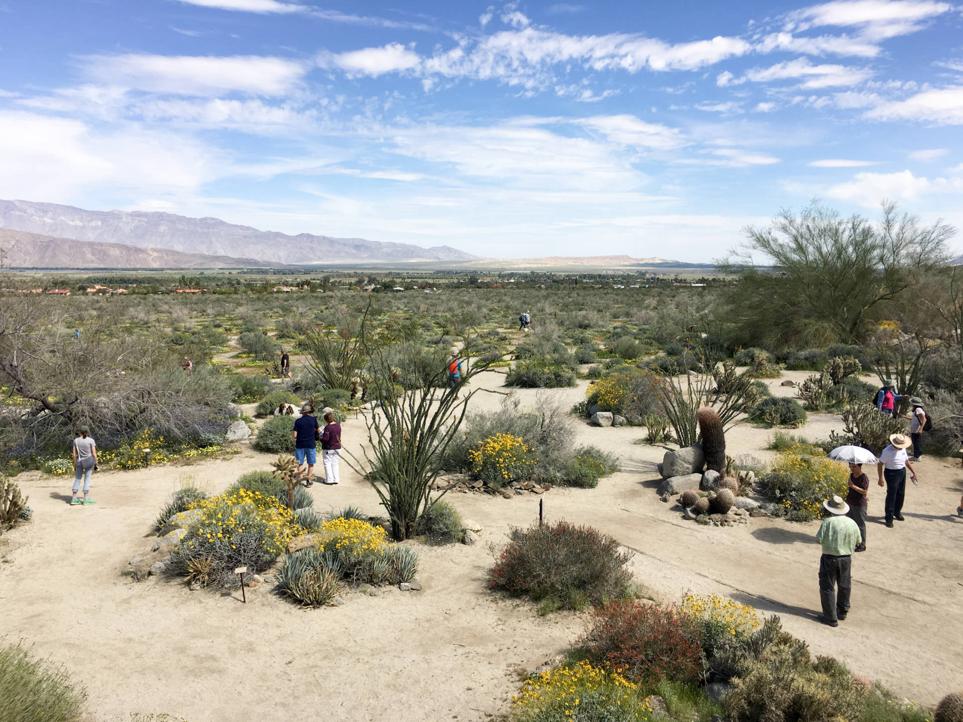 People are scattered throughout the hills and valleys of Anza-Borrego, Califonia's largest state park, taking in the beauty of a rare "super bloom" of wild flowers. NIna Gregory/NPR