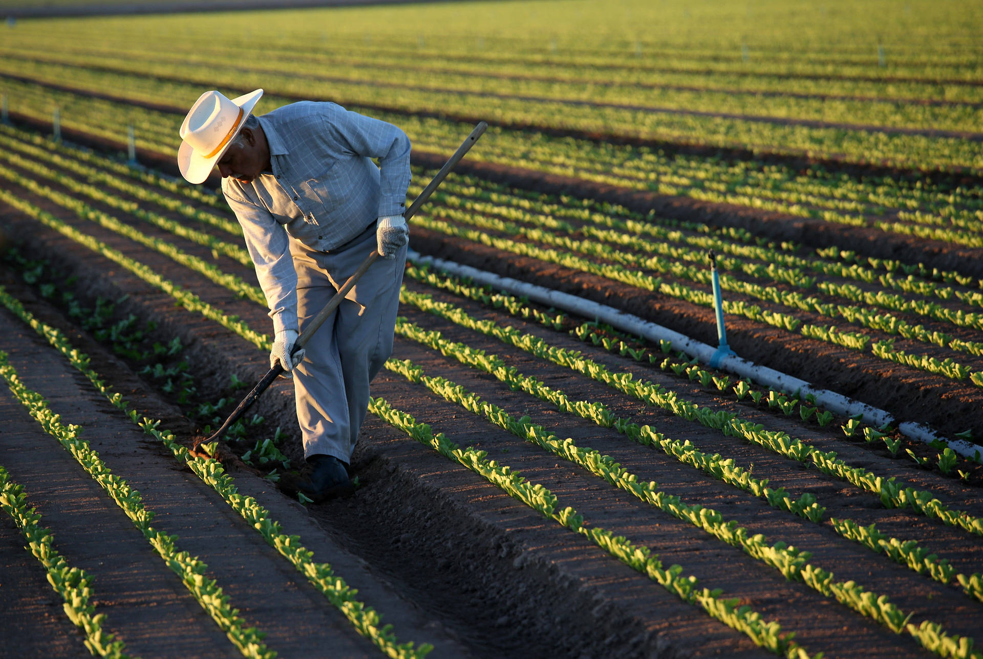 A Mexican farmworker cultivates lettuce in Holtville. 'It’s estimated by the U.S. Department of Agriculture that at least 50 percent of those who do the harvesting are undocumented,' says UCLA Anderson senior economist Jerry Nickelsburg. 'If they’re not there, who’s going to pick the crops?' John Moore/Getty Images