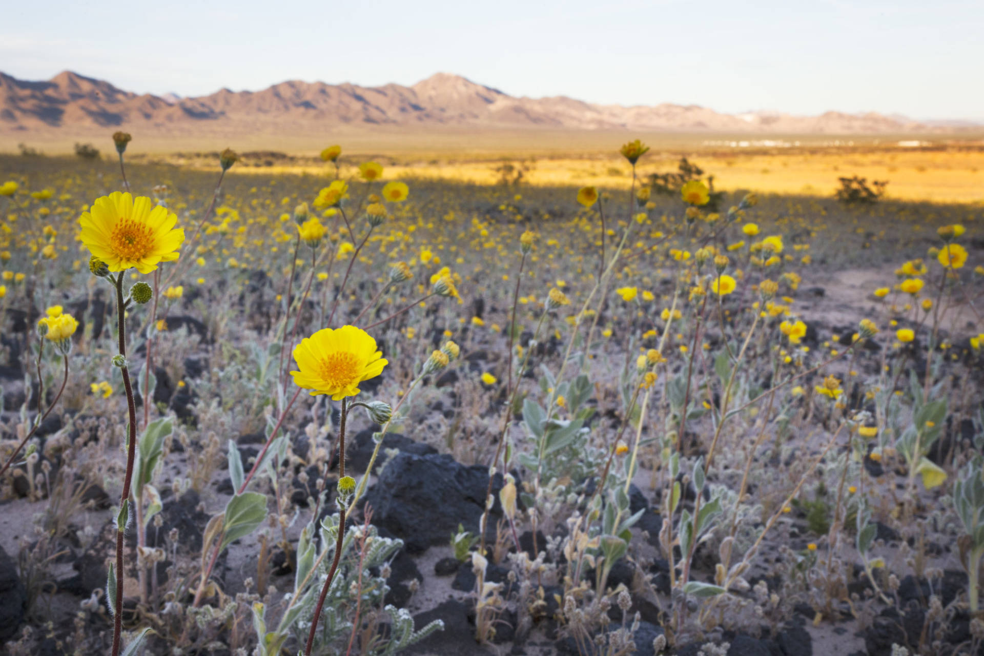 The usually barren desert is covered in acres of desert gold and desert dandelion because of this year's superbloom happening at the Amboy Crater National Natural Landmark in the Mojave Desert. Sarah Craig/KQED