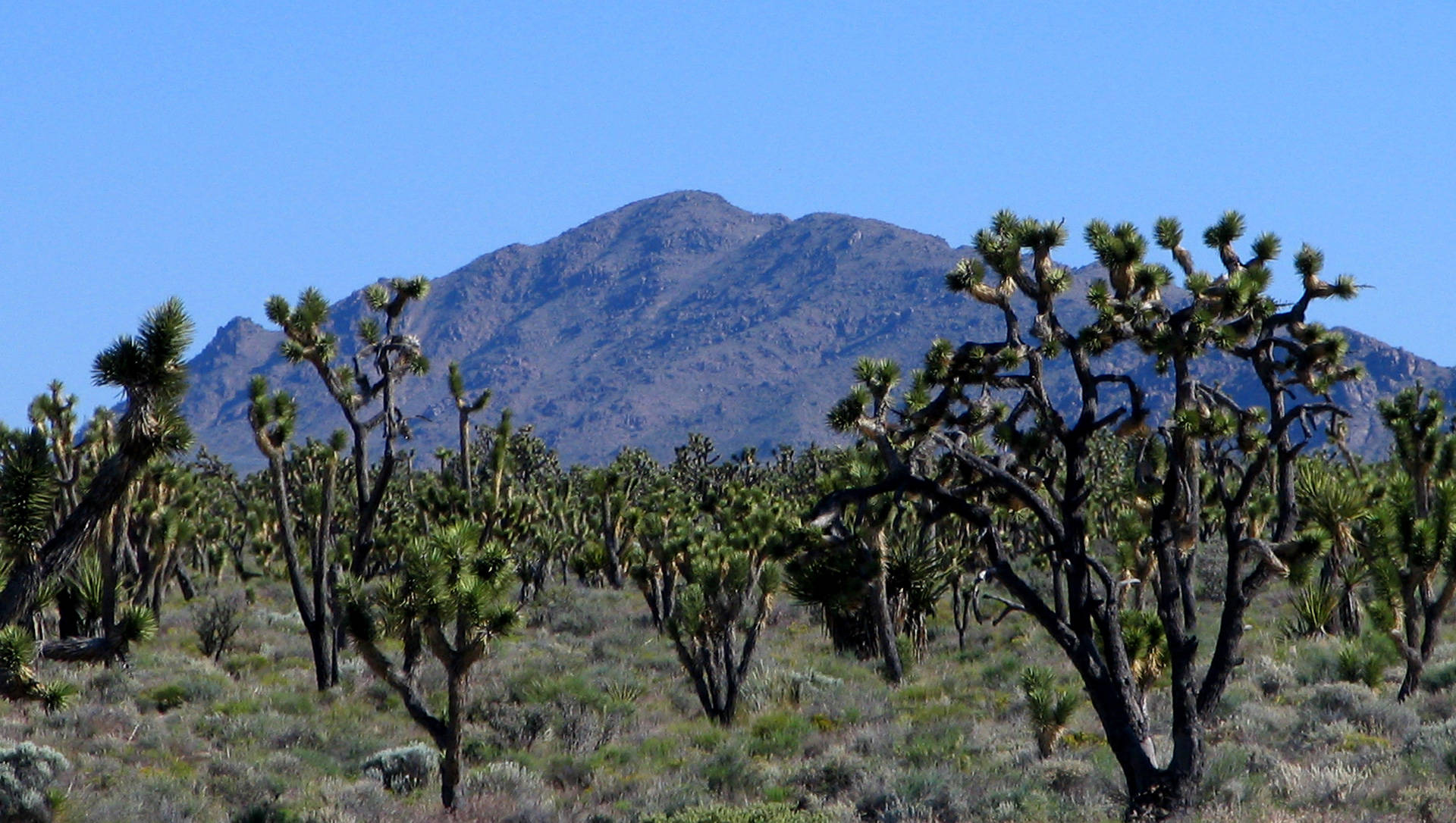 Environmental critics say groundwater pumping could dry up desert springs that plants and wildlife need to survive, especially in Mojave National Preserve and the new Mojave Trails National Preserve. David Dufresne/Flickr
