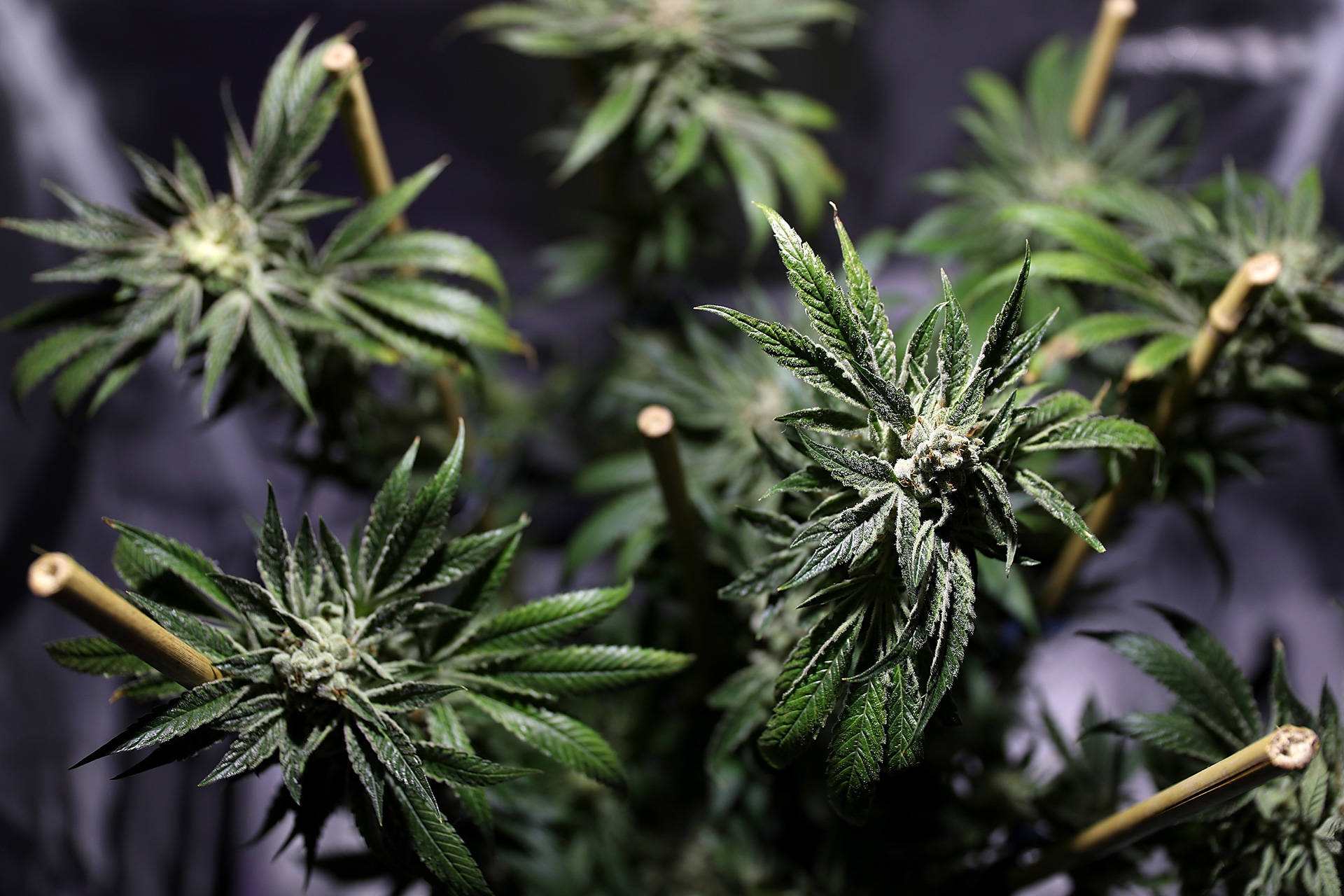 Marijuana plants on display at a cannabis expo in Oakland. Justin Sullivan/Getty Images