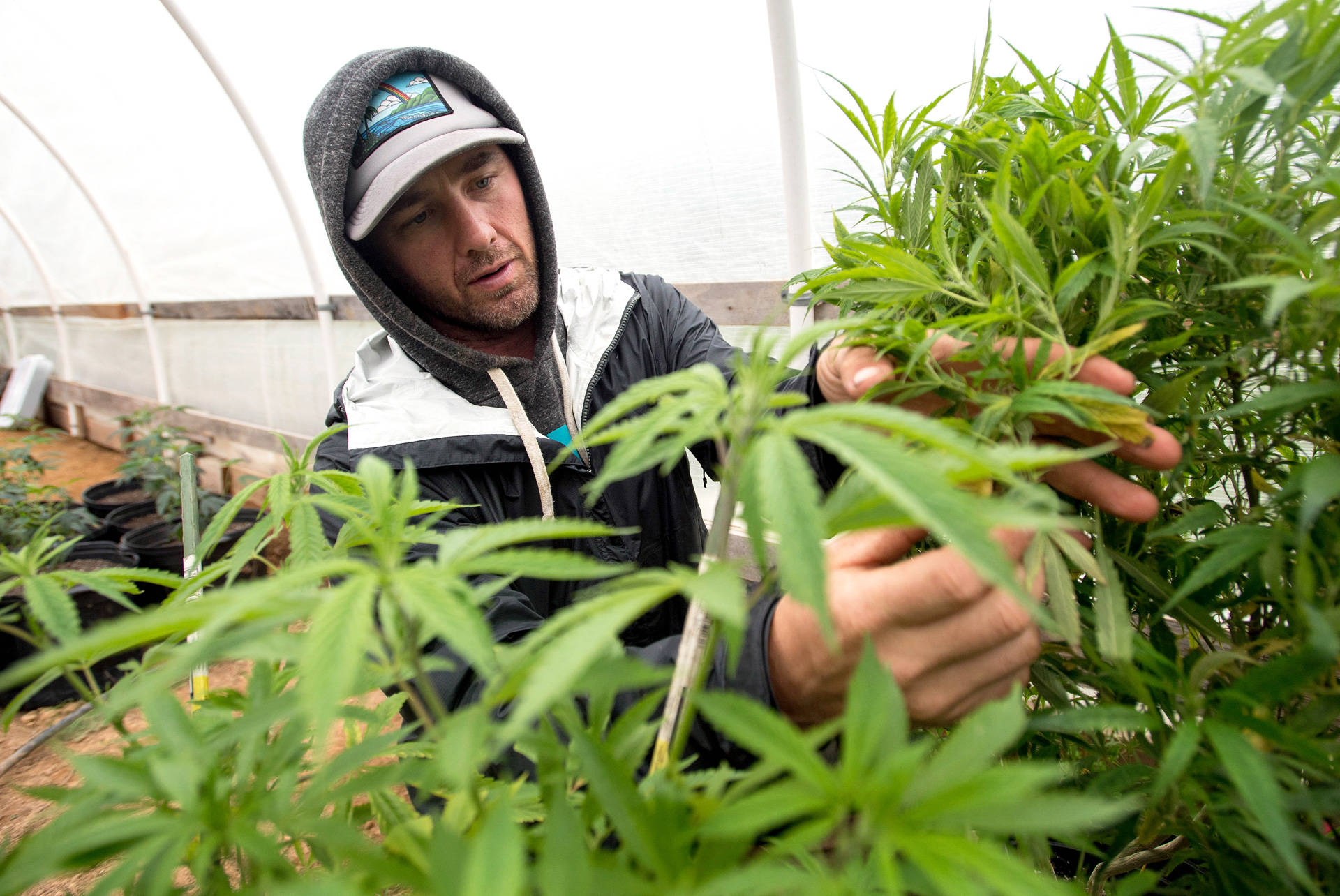 A grower prunes his marijuana crops in Mendocino County. JOSH EDELSON/AFP/Getty Images