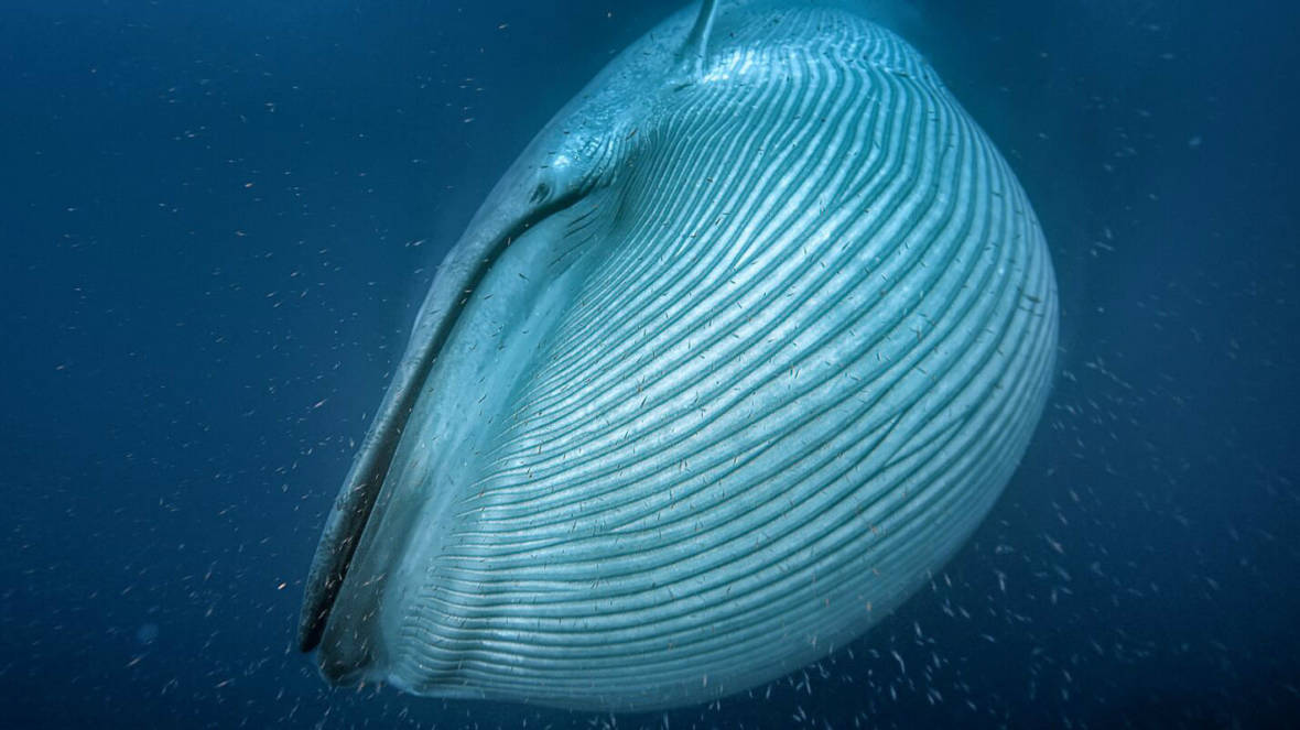 A blue whale, the largest animal on the planet, engulfs krill off the coast of California. Silverback Films/BBC/Proceedings of the Royal Society B