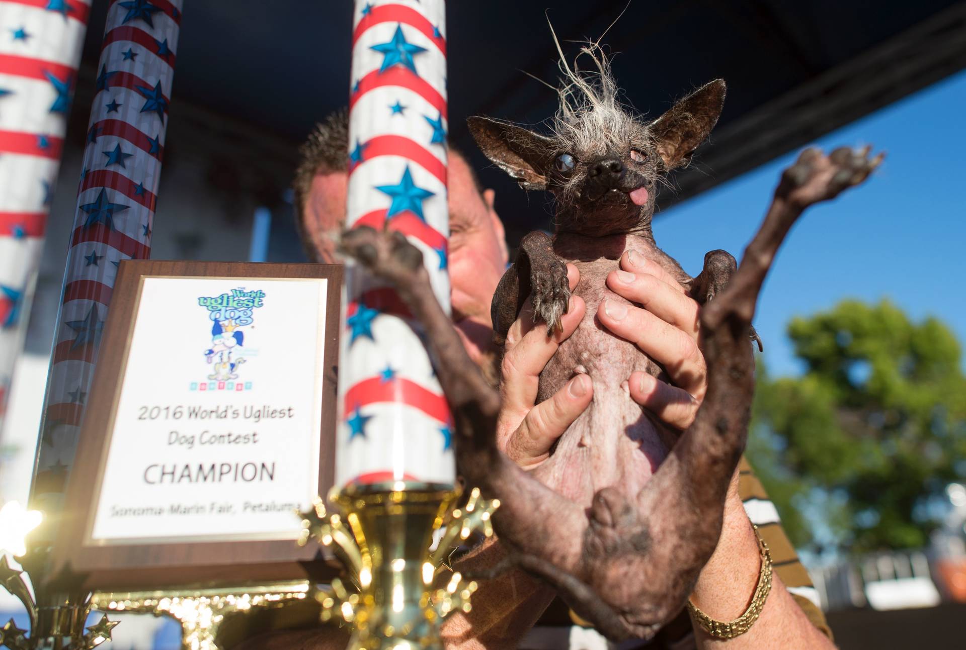 Sweepie Rambo, a Chinese Crested breed, is held up by owner Jason Wurtz after winning the 2016 World's Ugliest Dog Competition. Josh Edelson/AFP/Getty Images
