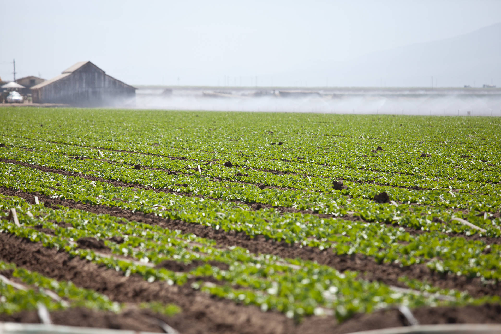 Farm fields in Salinas. Deborah Svoboda/KQED