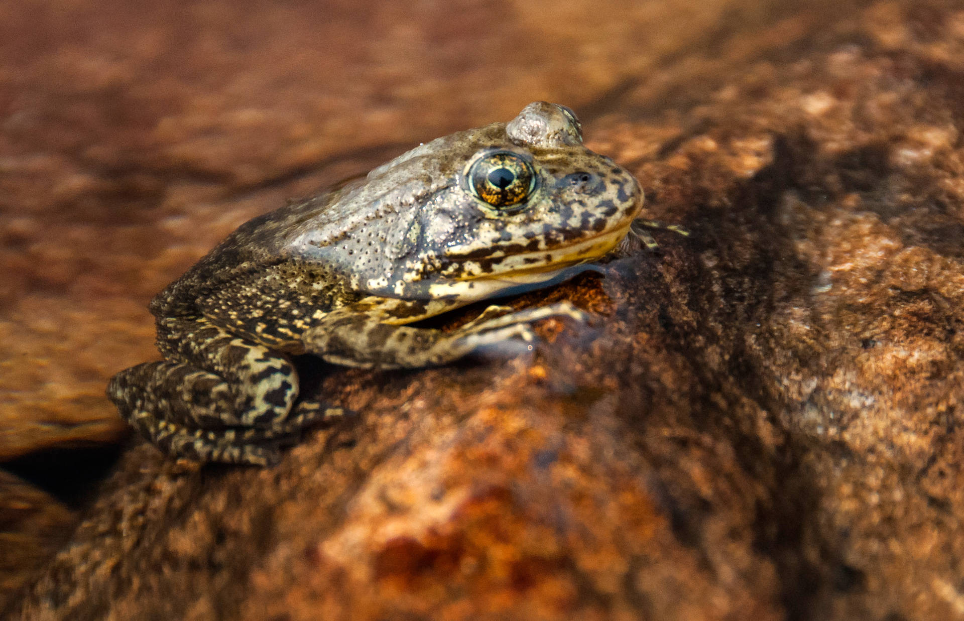 A mountain yellow-legged frog. Isaac Chellman/NPS