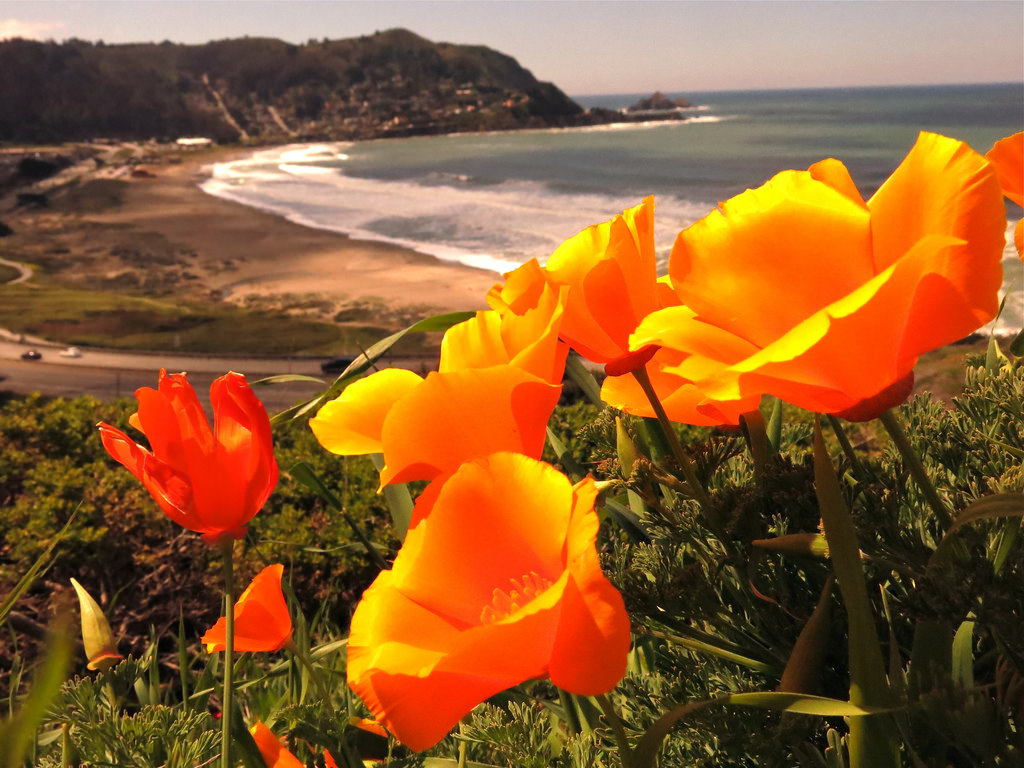 California Golden Poppies at Pacifica