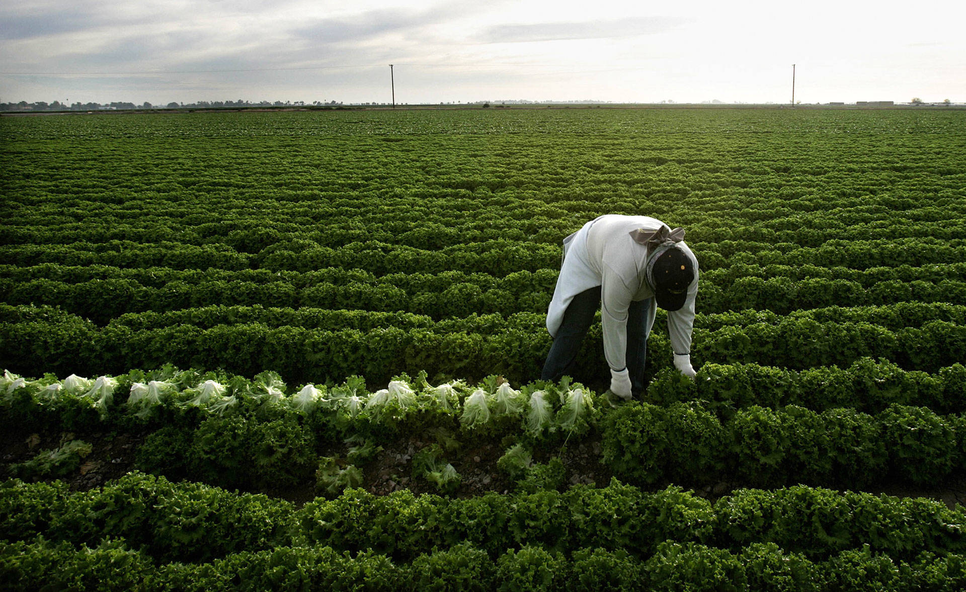 A farmworker harvests lettuce near Calexico. HECTOR MATA/AFP/Getty Images