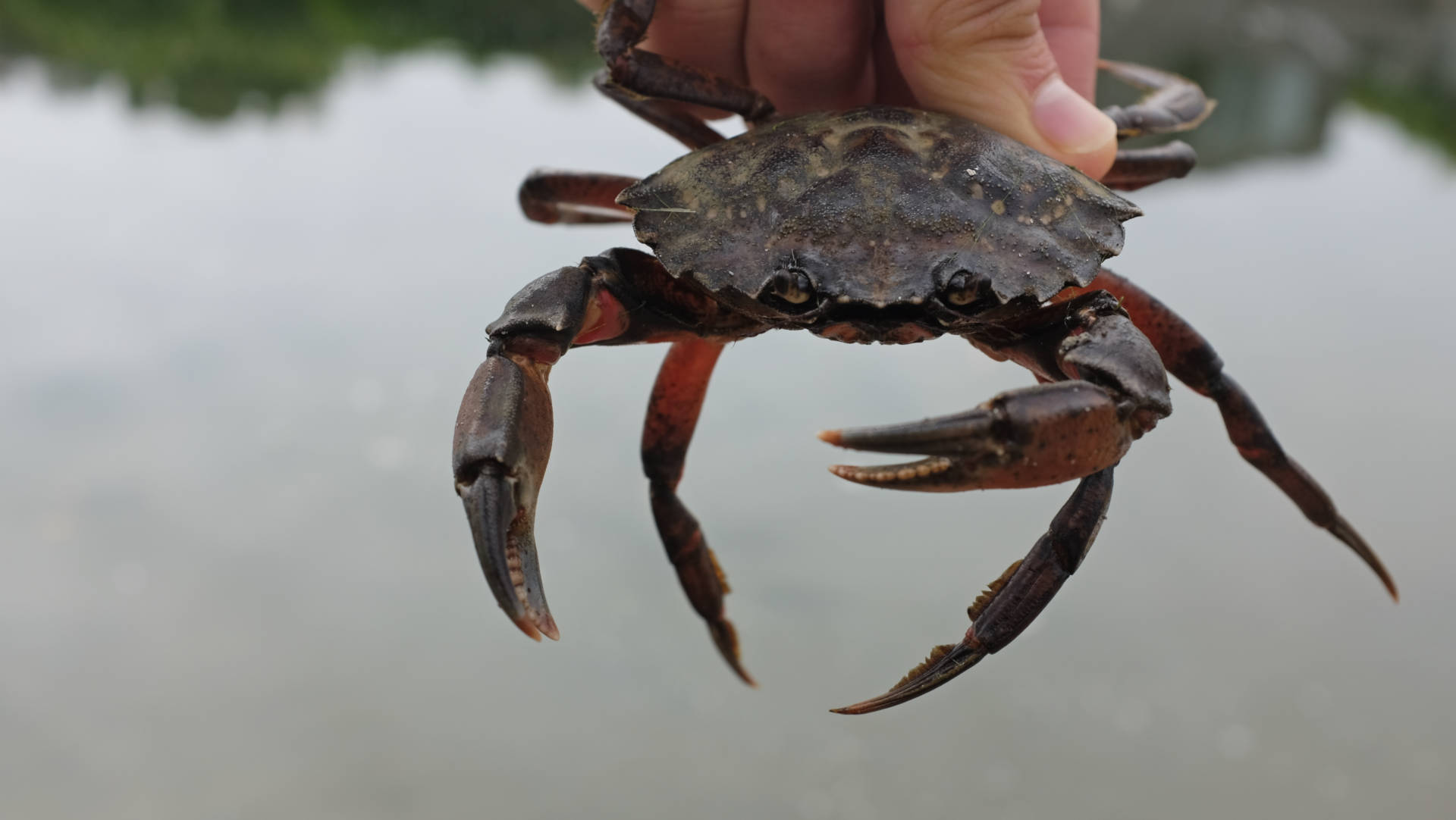 One of the roughly 10,000 invasive European green crabs removed from Seadrift Lagoon this summer by the Green Crab Project. Peter Arcuni/KQED