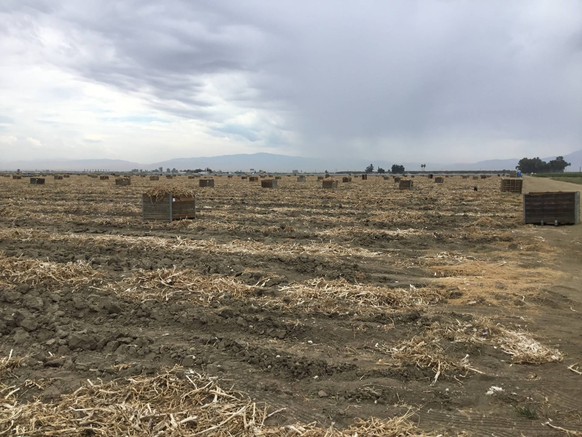 A garlic field where 92 farmworkers were sickened after being exposed to pesticide drifting from a nearby site in August 2017.  Kern County Department of Agriculture