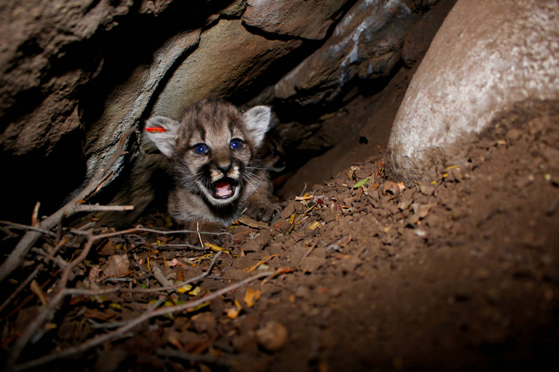 National Park Service researchers discovered a litter of four mountain lion kittens in the Simi Hills, a small area of habitat wedged between the larger Santa Monica and Santa Susana mountain ranges. All four kittens are females and are now known as P-66, P-67, P-68, and P-69. Their mom is P-62. National Park Service