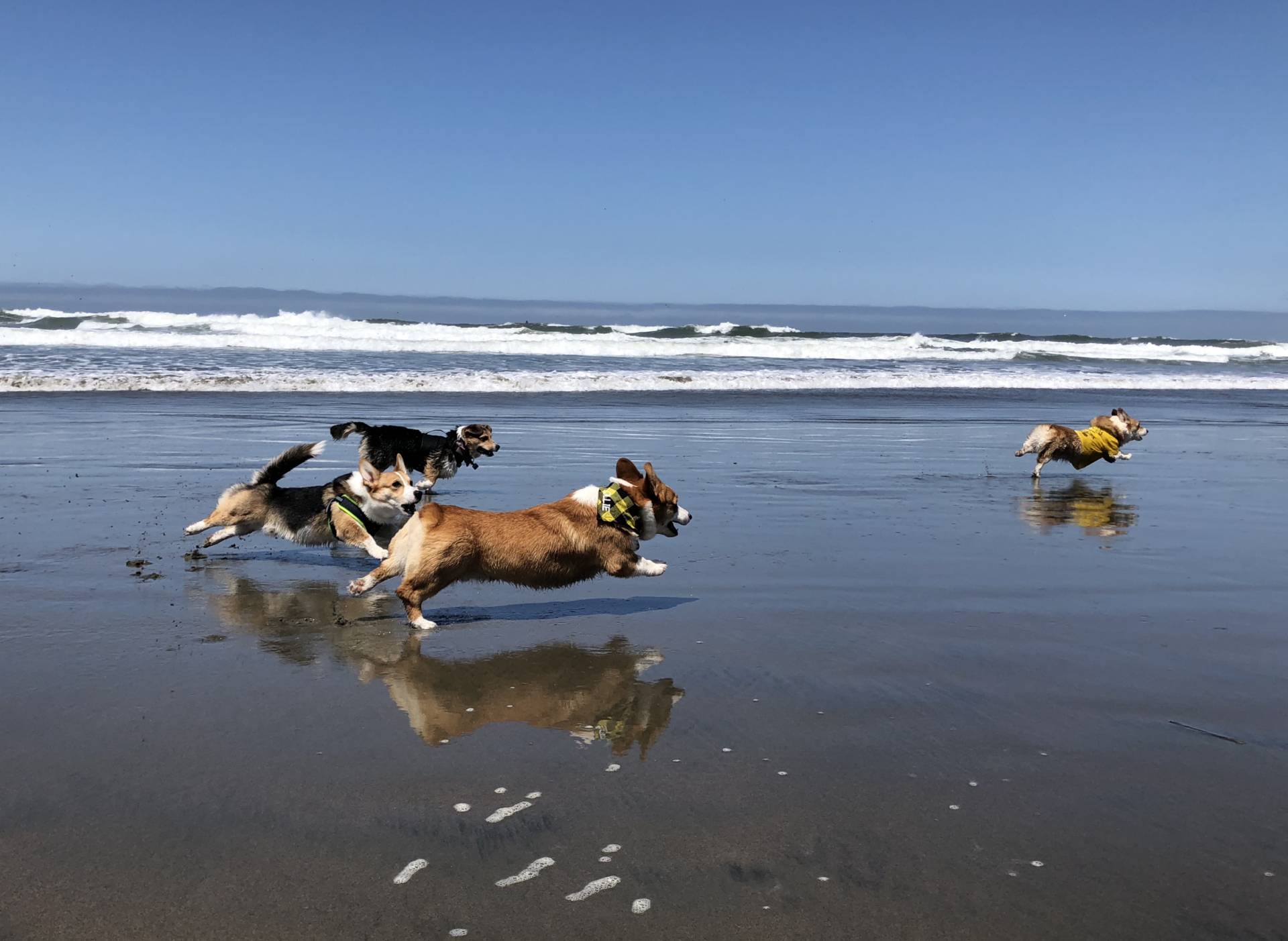 Corgi Con brought corgi owners and aficionados from around the Bay Area to Ocean Beach.  Bianca Hernandez/KQED