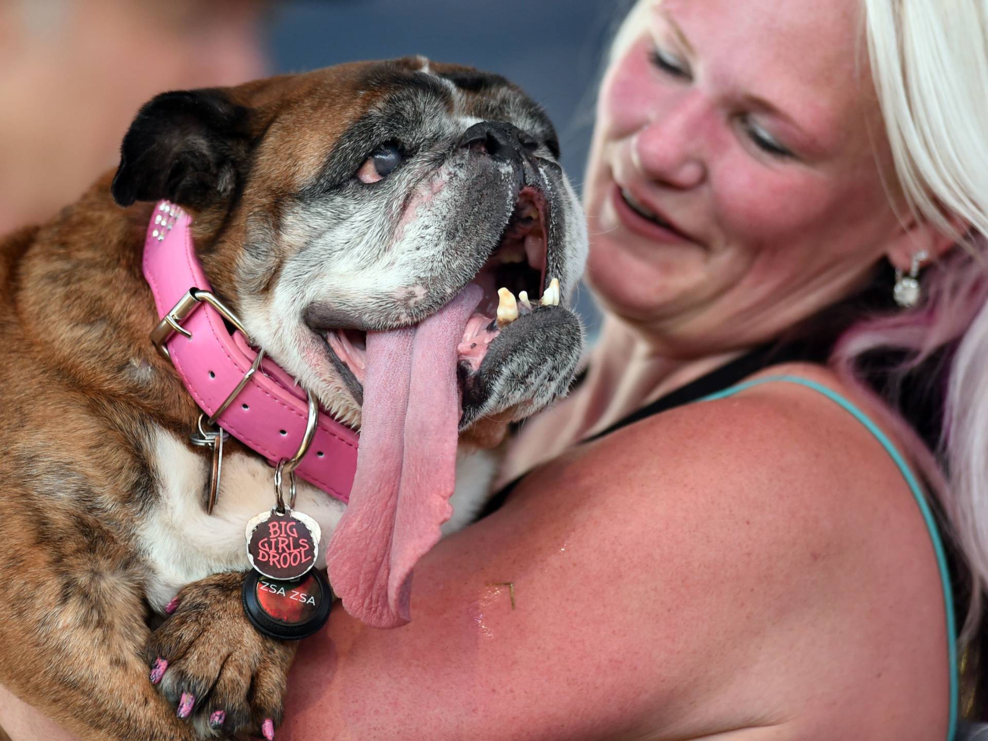 Zsa Zsa, an English bulldog, won the World's Ugliest Dog competition this weekend in Petaluma, Calif. She's seen here with her owner, Megan Brainard of Minnesota. Josh Edelson/AFP/Getty Images