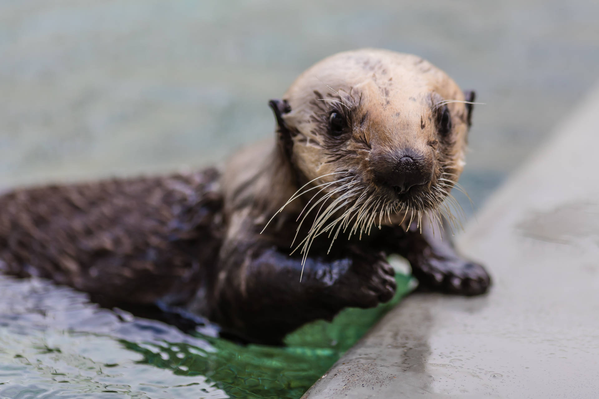Langly,  a  female  southern  sea  otter  pup,  steps  out  of  her  pool  while  in  rehabilitation  at  The  Marine  Mammal  Center.    Bill  Hunnewell  ©The  Marine  Mammal  Center_USFWS  permit  MA101713-1