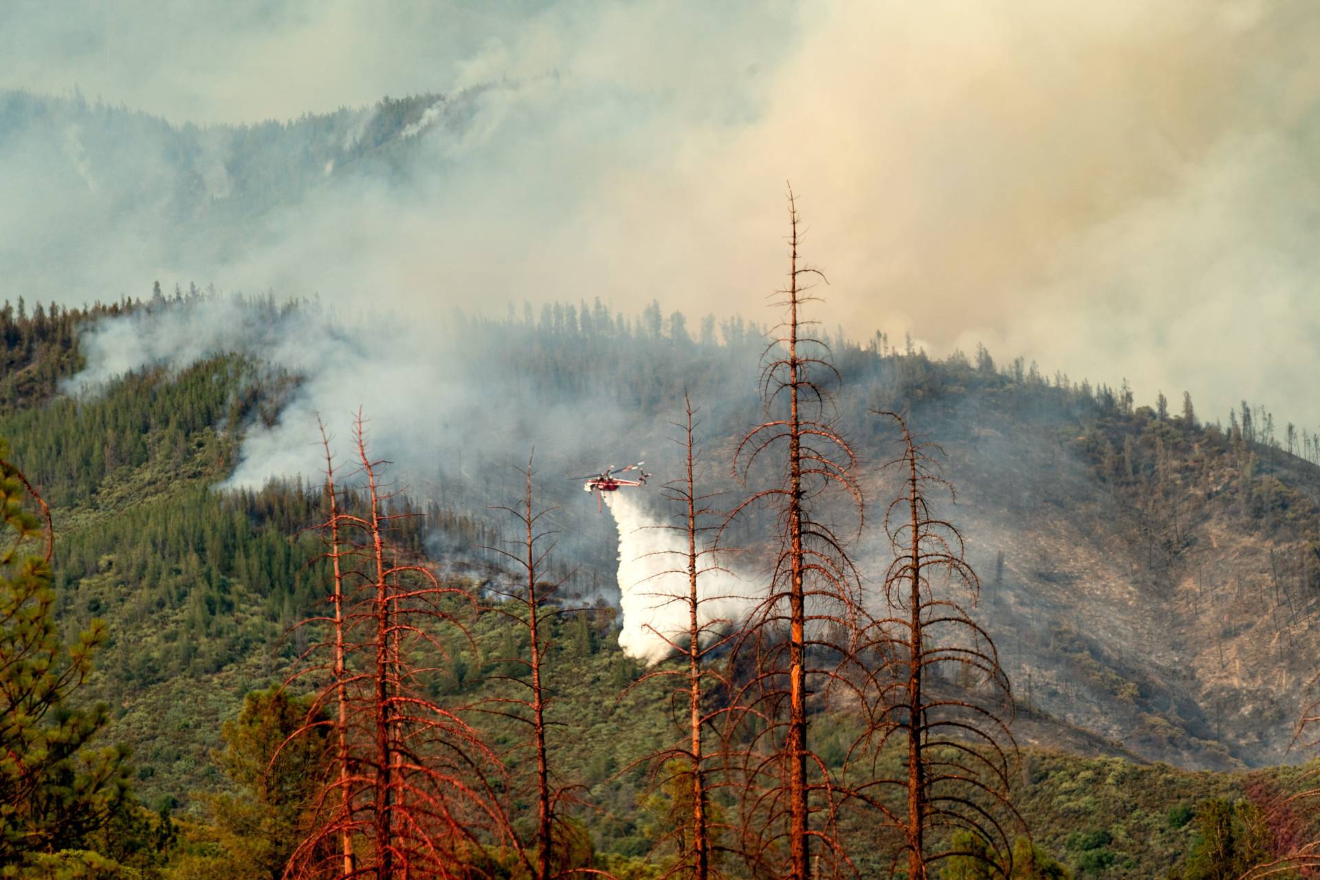 Dead trees line a clearing as a helicopter battling the Ferguson Fire passes behind in the Stanislaus National Forest. NOAH BERGER / AFP