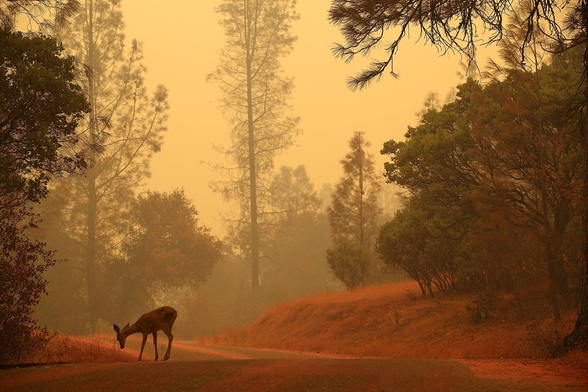 A deer stands on a road covered with fire retardant as the Carr Fire burns in the area on July 28, 2018, near Redding. Justin Sullivan/Getty Images