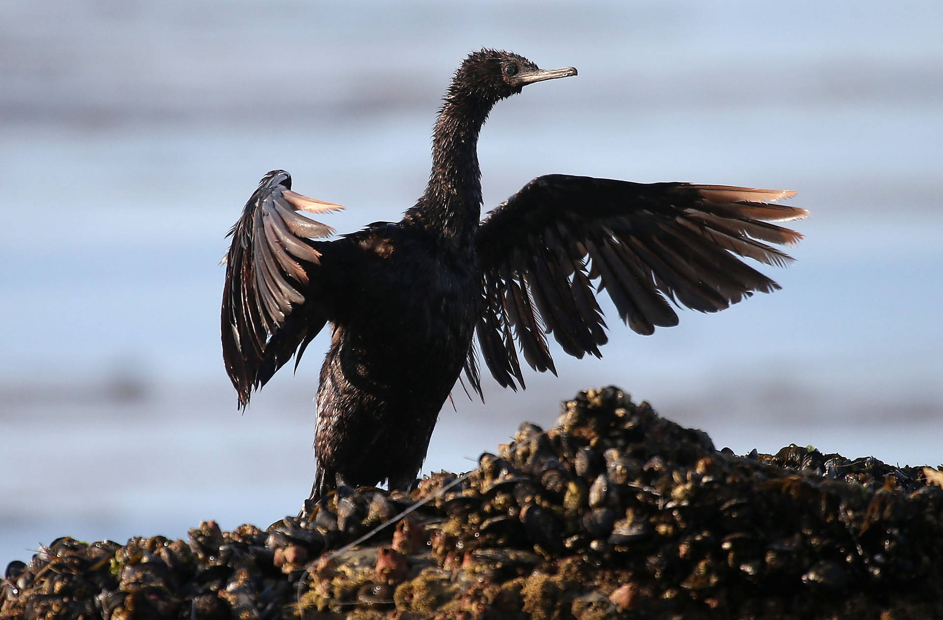 A bird covered in oil spreads its wings as it sits on a rock near Refugio State Beach on May 22, 2015 in Goleta.  A California jury has found a pipeline company guilty of nine criminal charges for causing a 2015 oil spill that was the state's worst coastal spill in 25 years.  Justin Sullivan/Getty Images