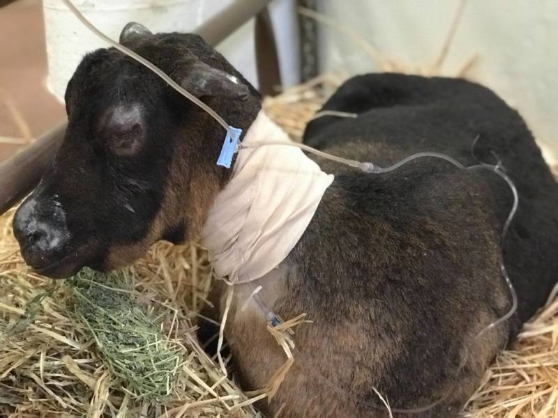 From Goats to Goldfish, Vets Treat Animals Hurt in Camp Fire | KQED