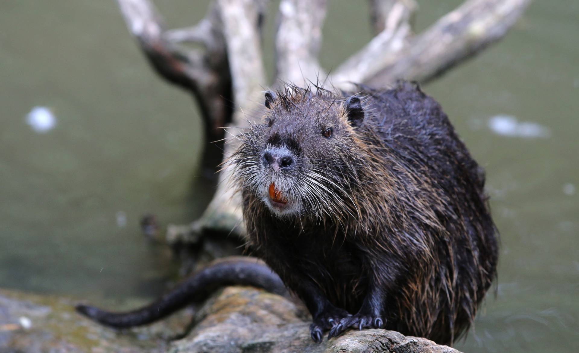 A nutria sits on a log on June 9, 2018. Although California’s Department of Food and Agriculture eradicated them in the 1970s, a few nutria were spotted in Merced County last year. Yann Schreiber/AFP/Getty Image