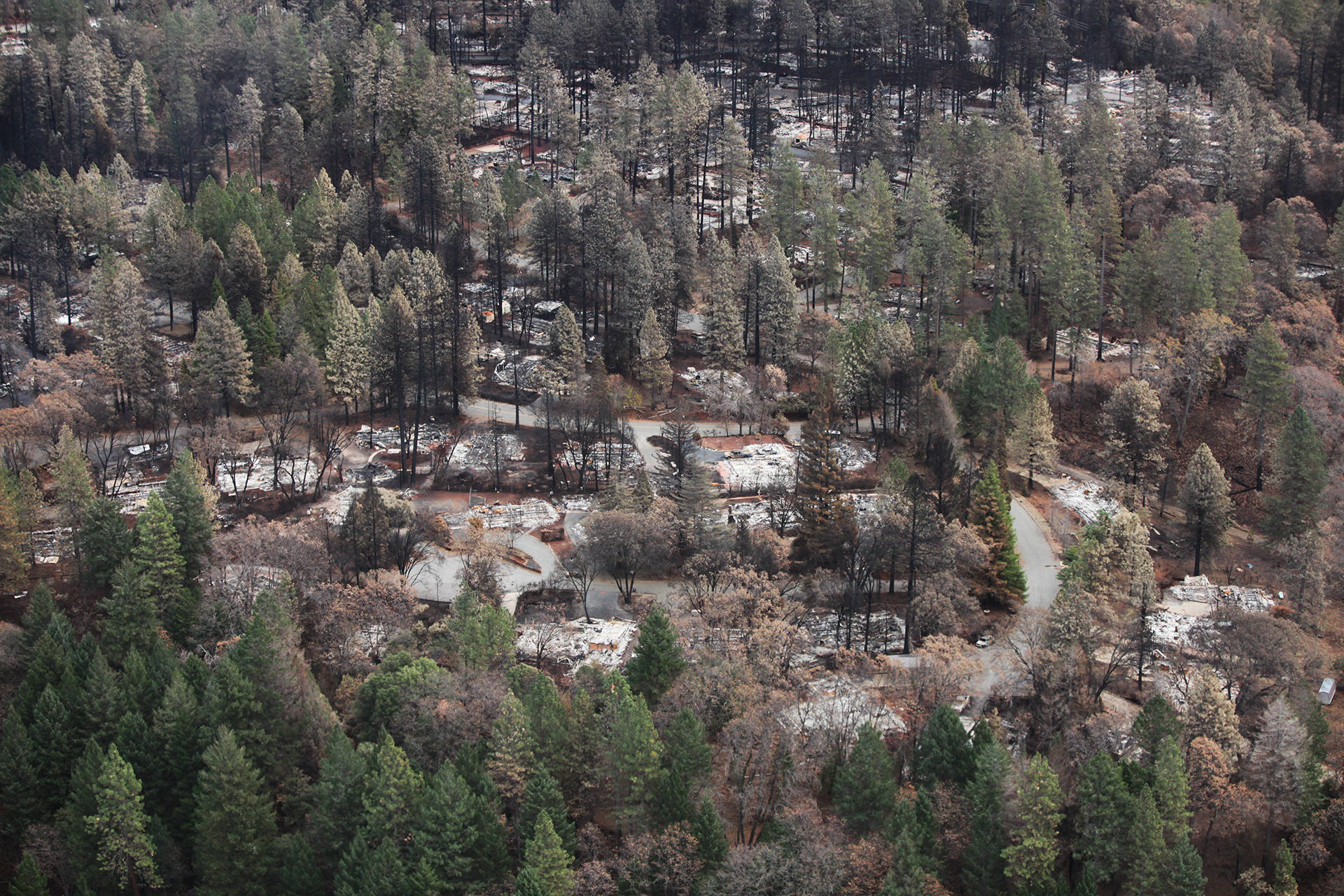 A residential neighborhood in Paradise, one month after the Camp Fire ripped through town. Adam Grossberg/KQED
