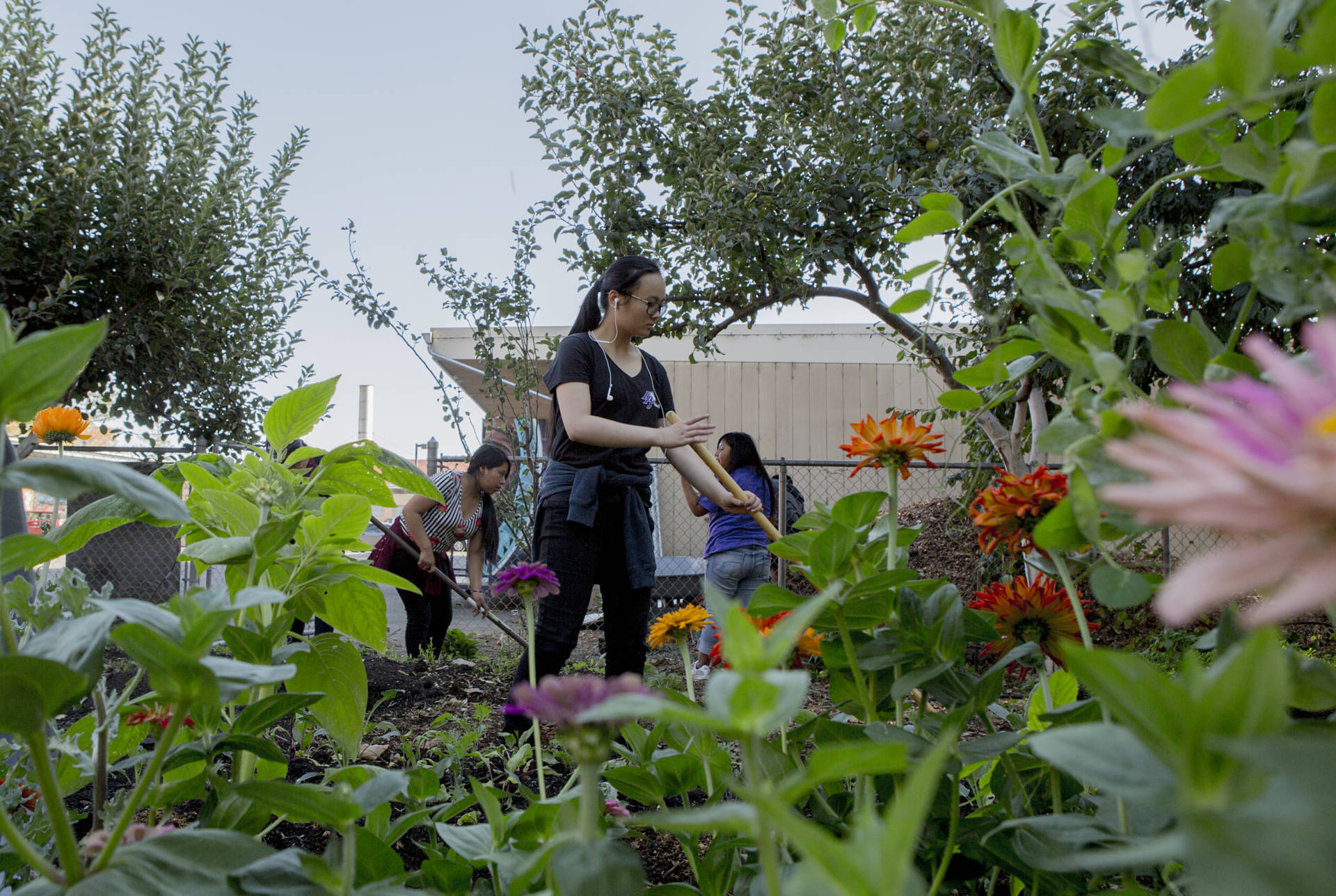 Love Cultivating Schoolyards participants tend the garden at Castlemont High School in Oakland.  Anne Wernikoff/KQED
