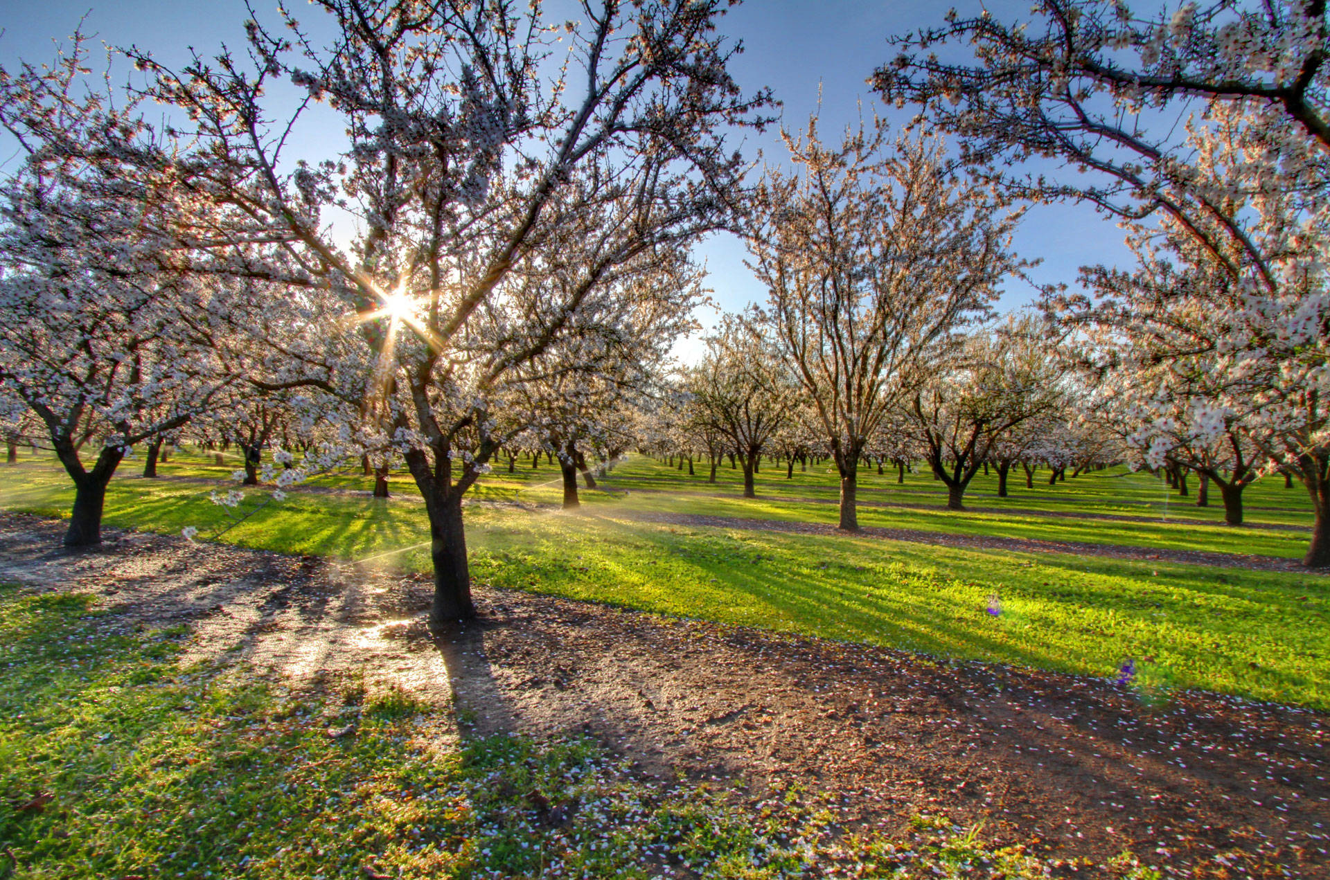 An almond orchard in the Sacramento Valley, near Chico. <a href="https://flic.kr/p/bAteuc" target="_blank">Nicholas D. via Flickr</a>