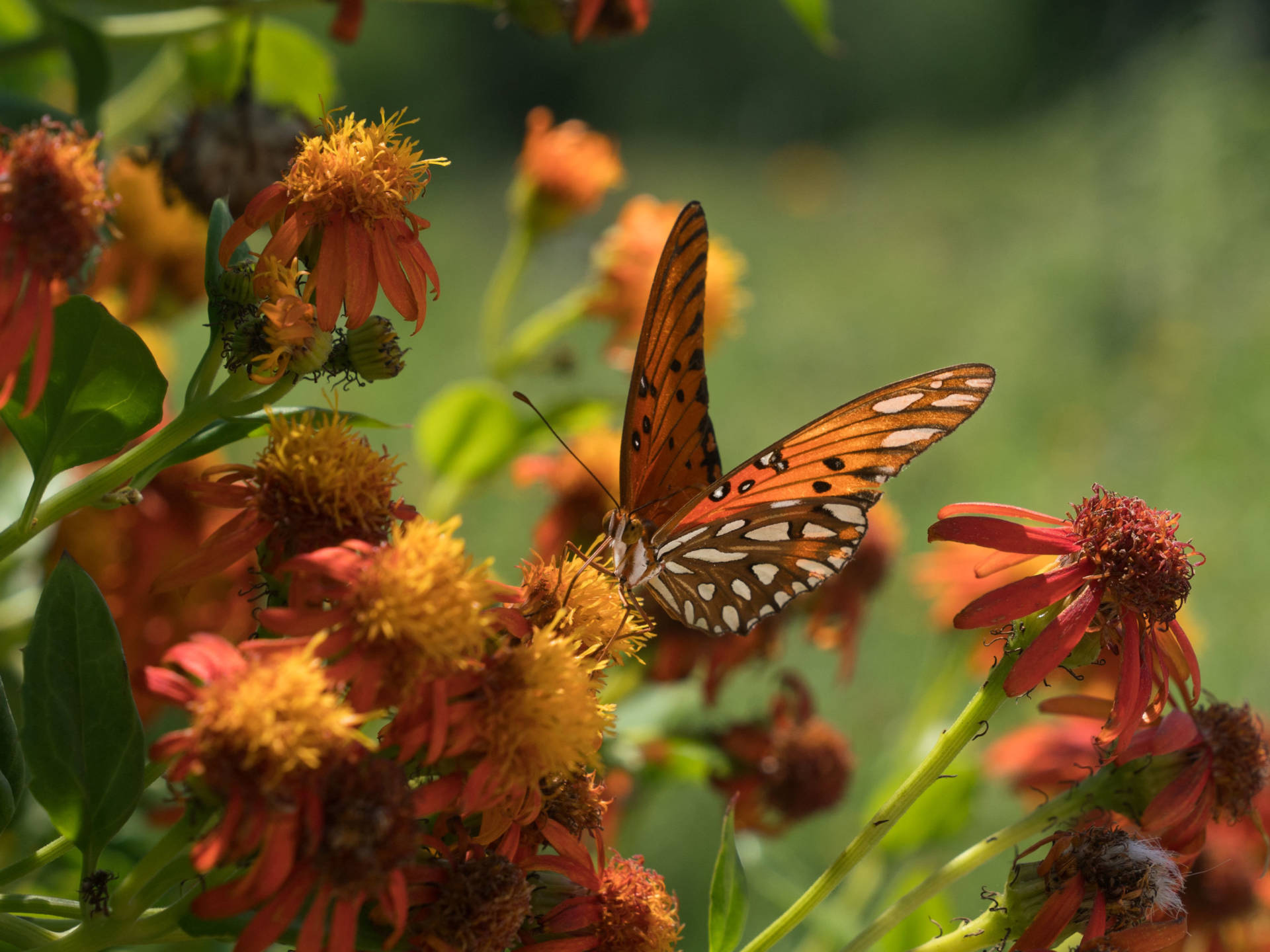 A Gulf fritillary butterfly perches on a flower at the National Butterfly Center, which is home to several endangered plants and threatened animals. The center is asking a federal judge to block government officials from building a border wall on its property. Claire Harbage/NPR