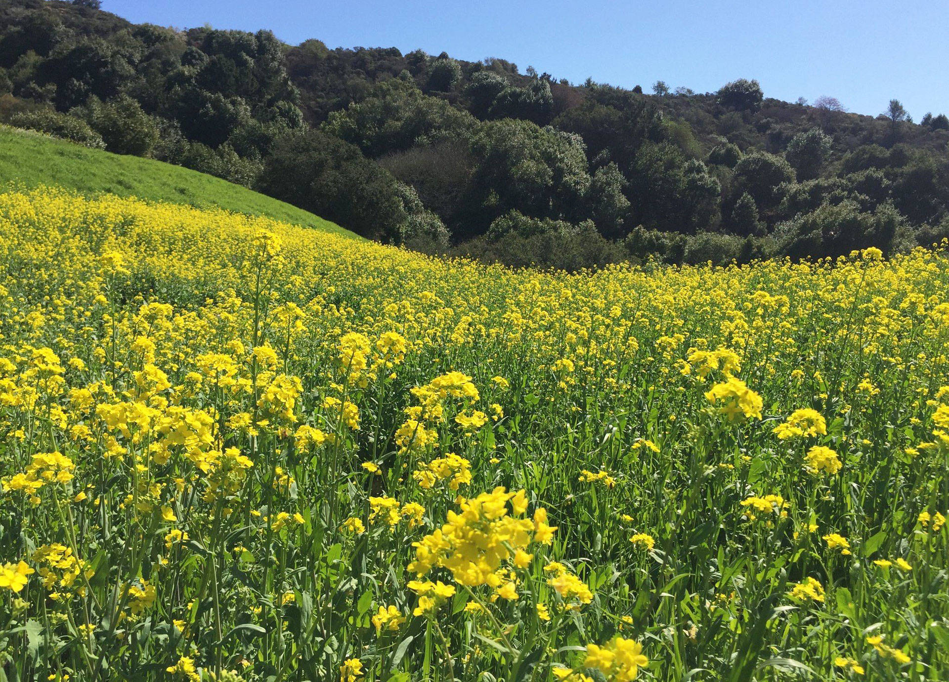 Wild mustard blanketing the Berkeley Hills.
 Liam O'Donoghue via Twitter