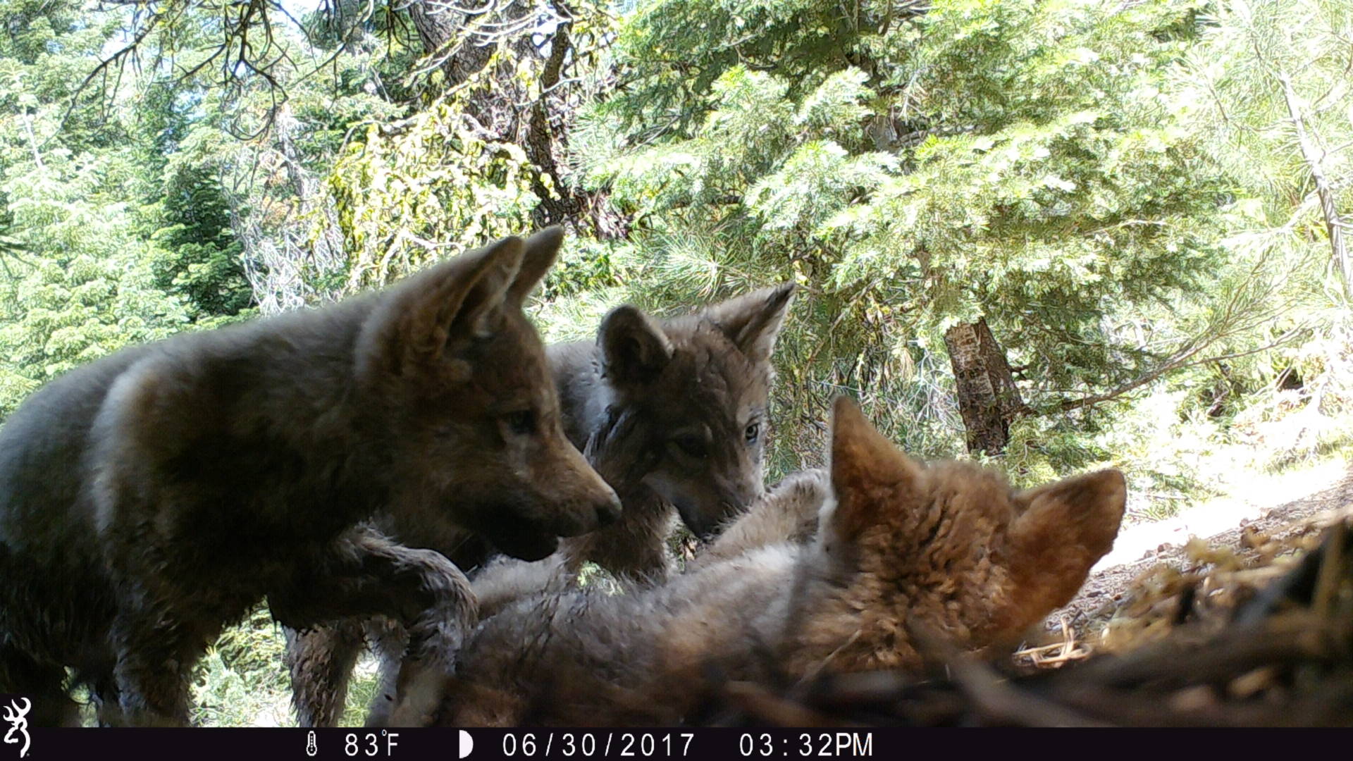A rare gray wolf couple in California mated in 2017, producing at least three pups. U.S. Forest Service