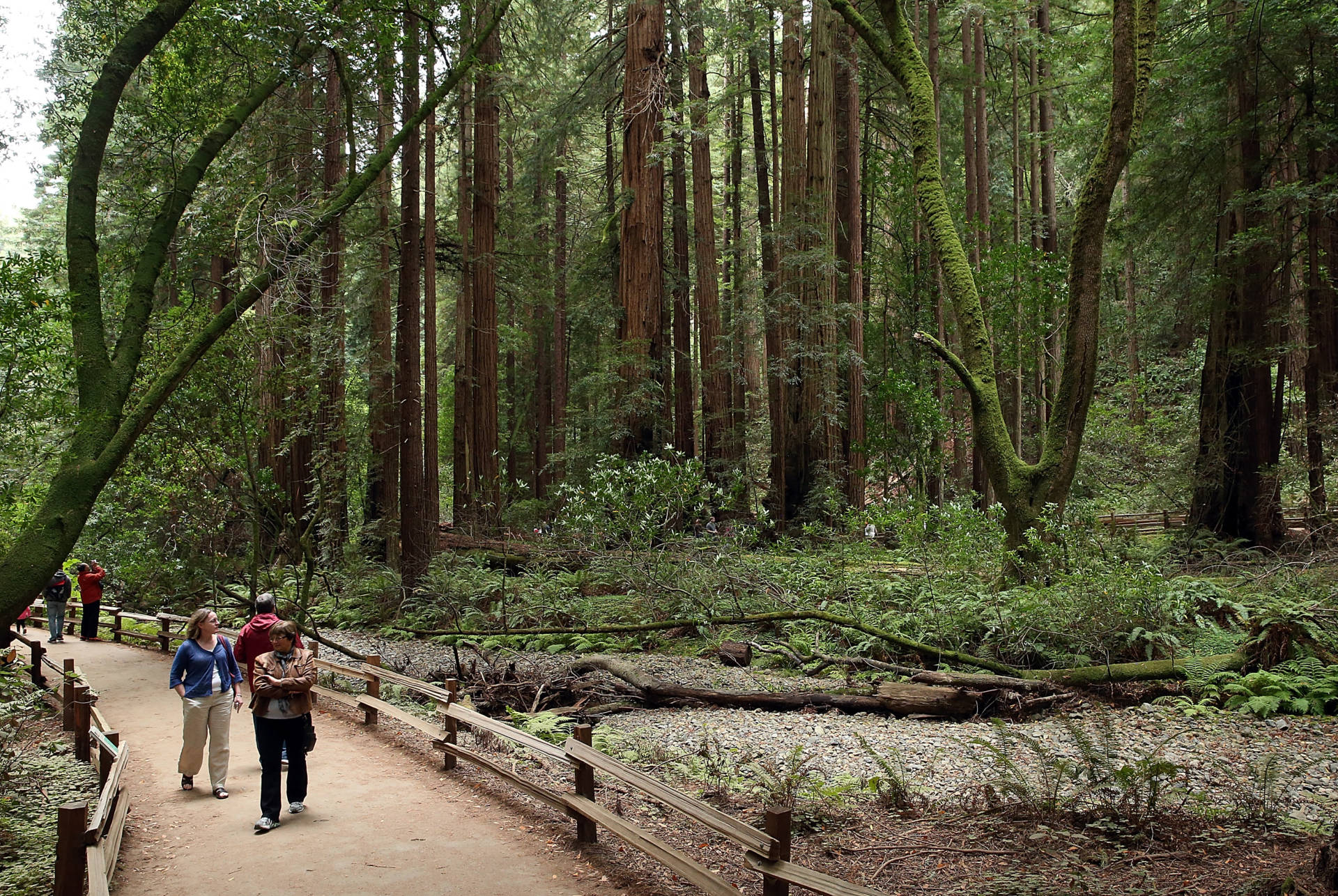 Majestic coastal redwoods in Muir Woods National Monument Justin Sullivan/Getty Images