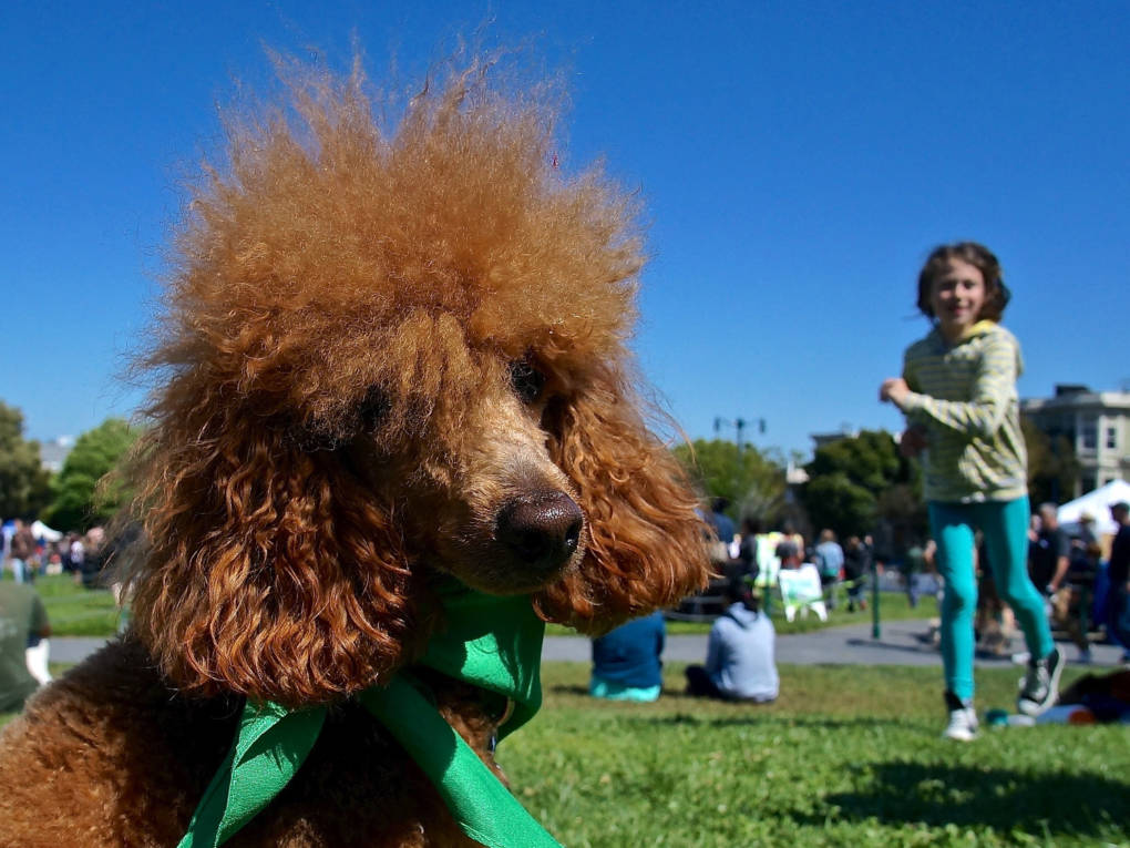 DogFest takes place in SF's Duboce Park DogFest