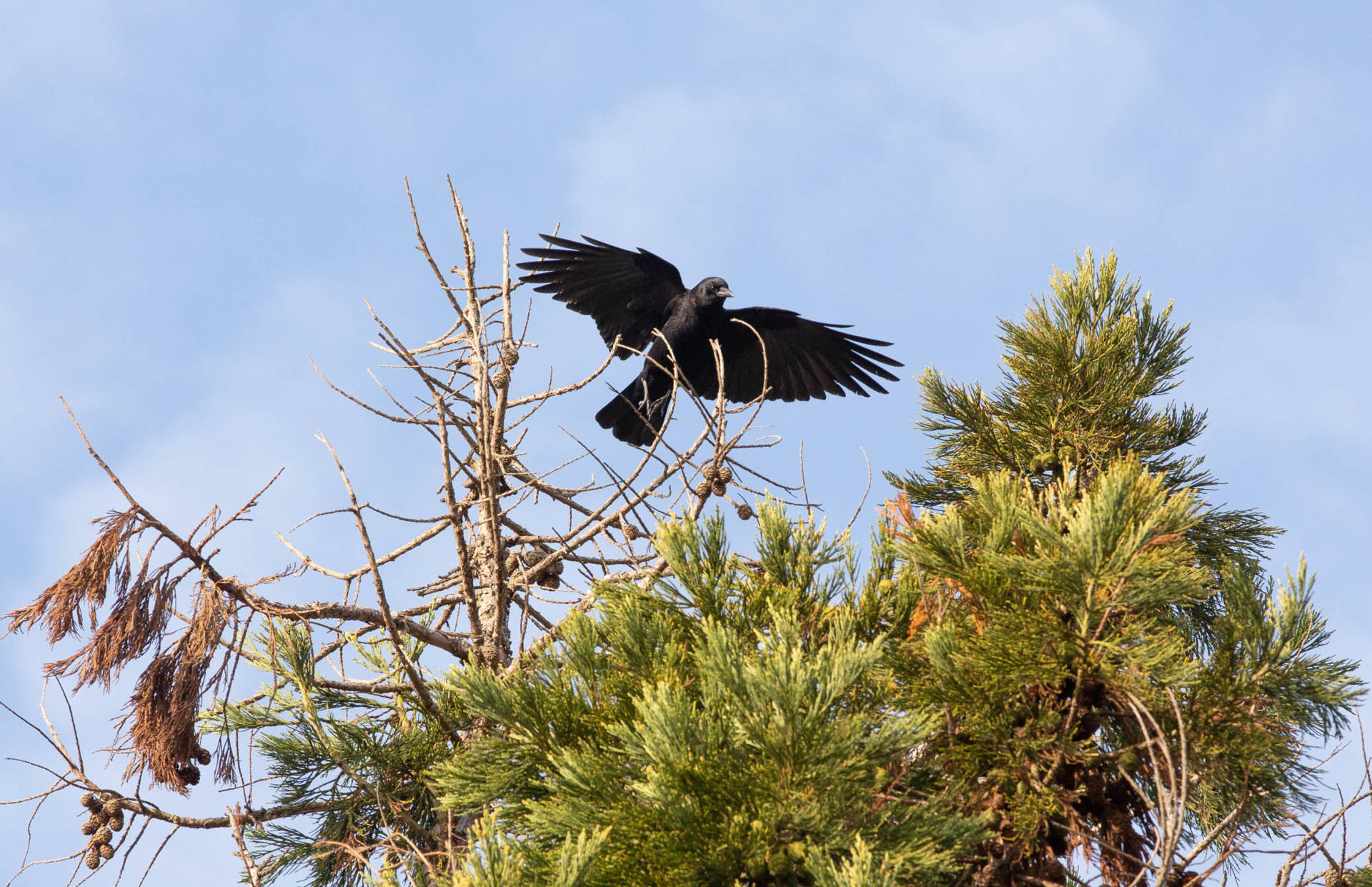 Corvus brachyrhynchos, better known as the common crow, as pictured in a Berkeley backyard.  Dan Brekke/KQED