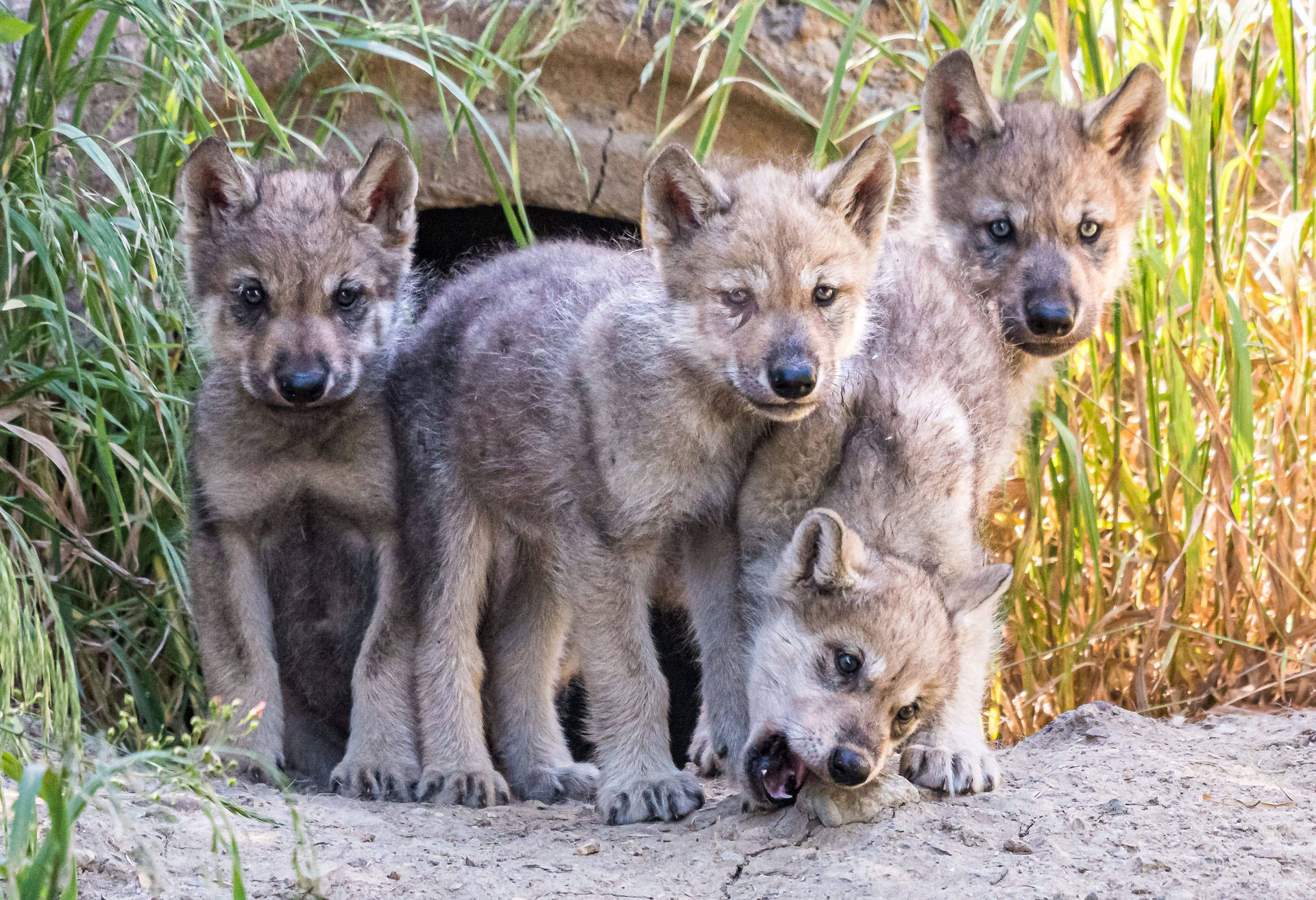 Wolf Pups Emerge From Den at Oakland Zoo to Begin Goodwill Mission | KQED