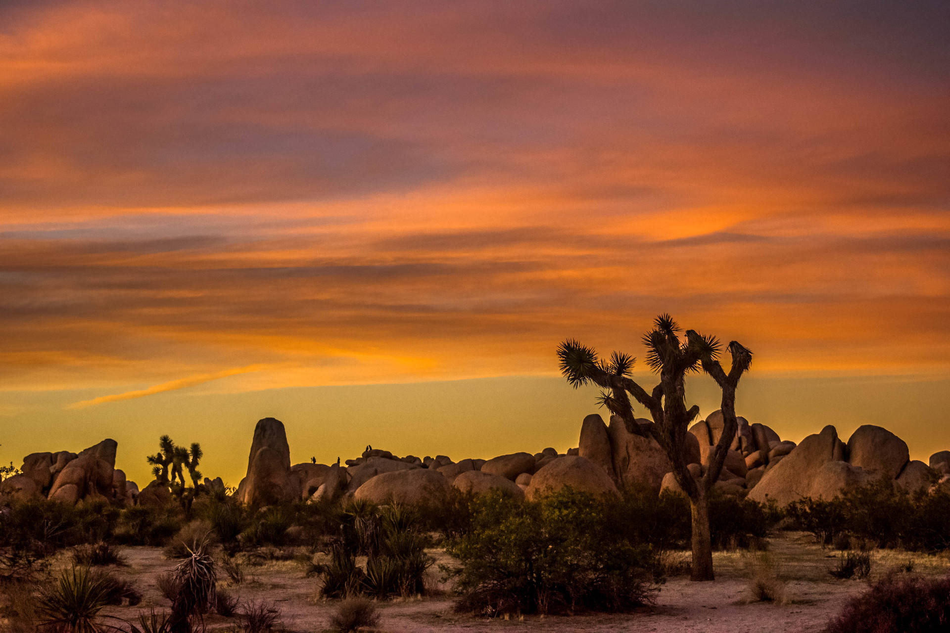 Joshua Tree National Park, free to enter (along with all the rest of them) this Sunday, Aug. 25. Ashley Urdang/KQED