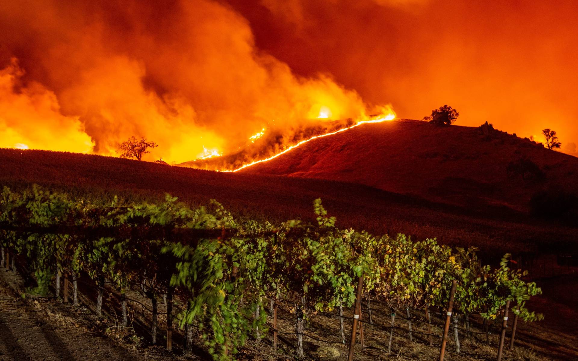 Flames approach rolling hills of grapevines during the Kincade Fire near Geyserville early Thursday.  Josh Edelson/AFP-Getty Images