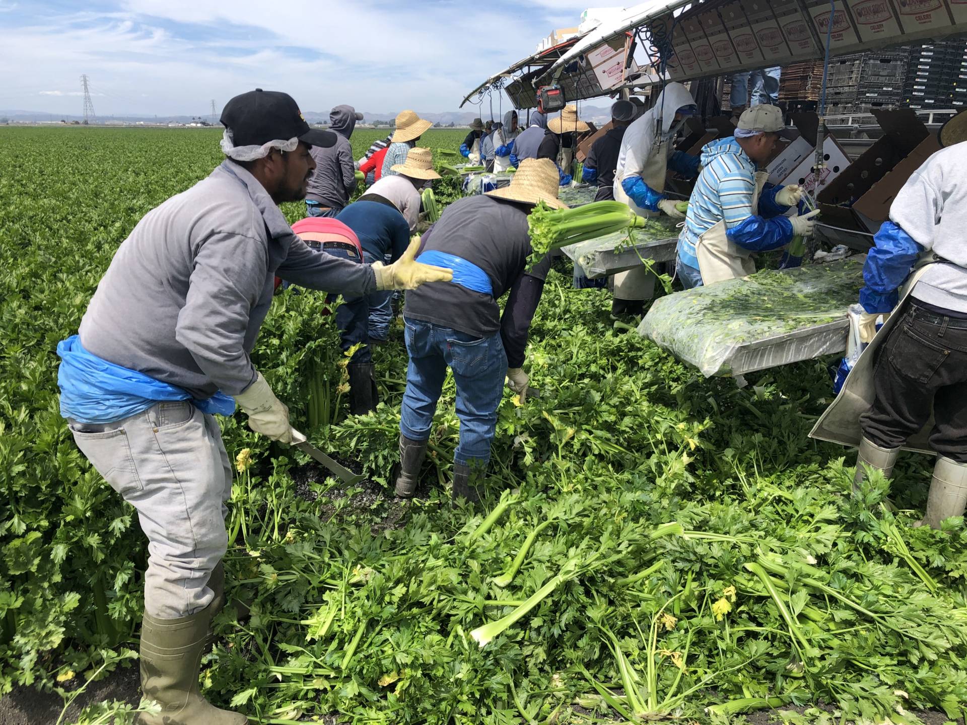 A crew of migrant farmworkers harvest celery just outside Salinas.