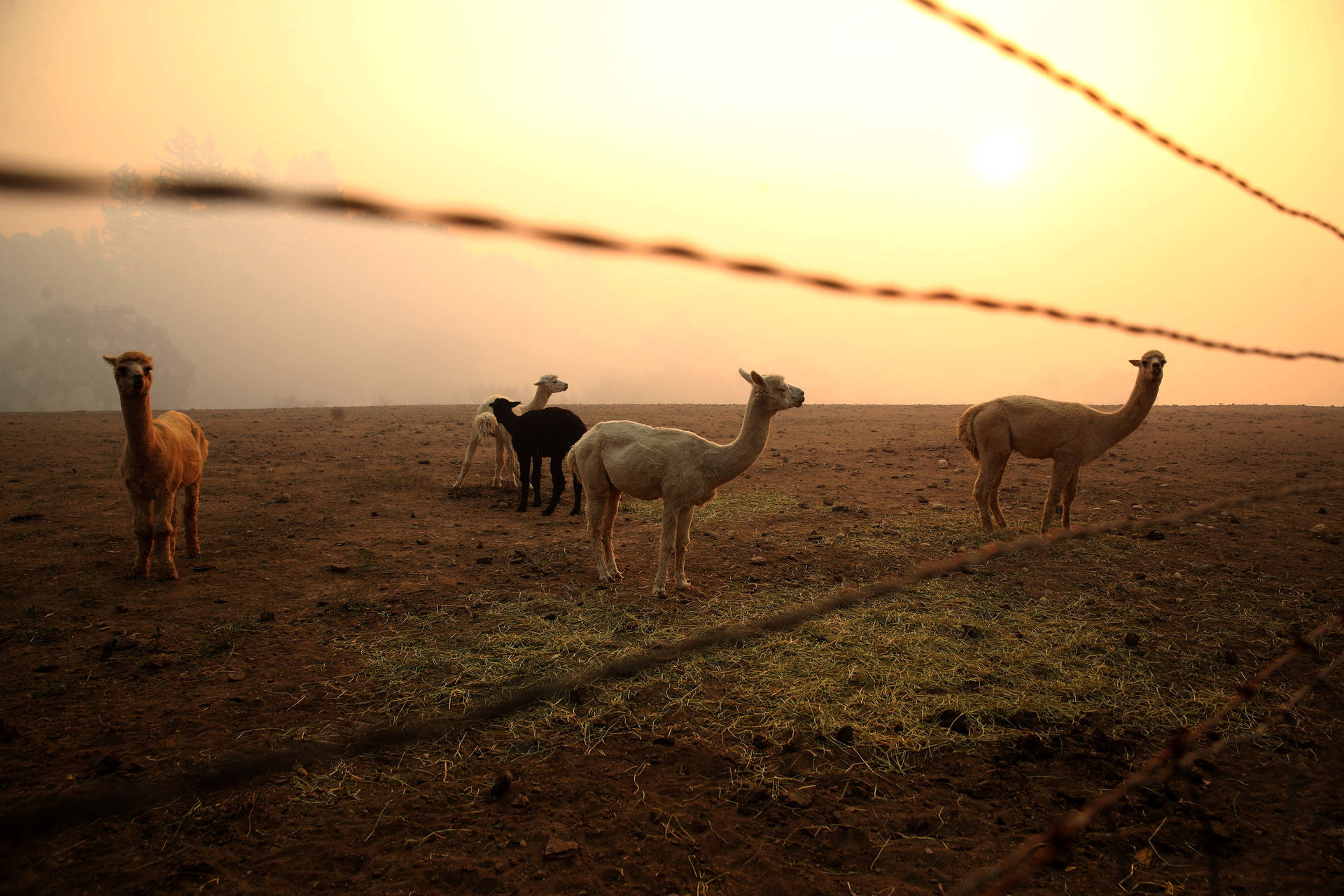 Llamas stand in a field as smoke from the Kincade Fire lingers in the air on Oct. 28, 2019, in Windsor.  Justin Sullivan/Getty Images